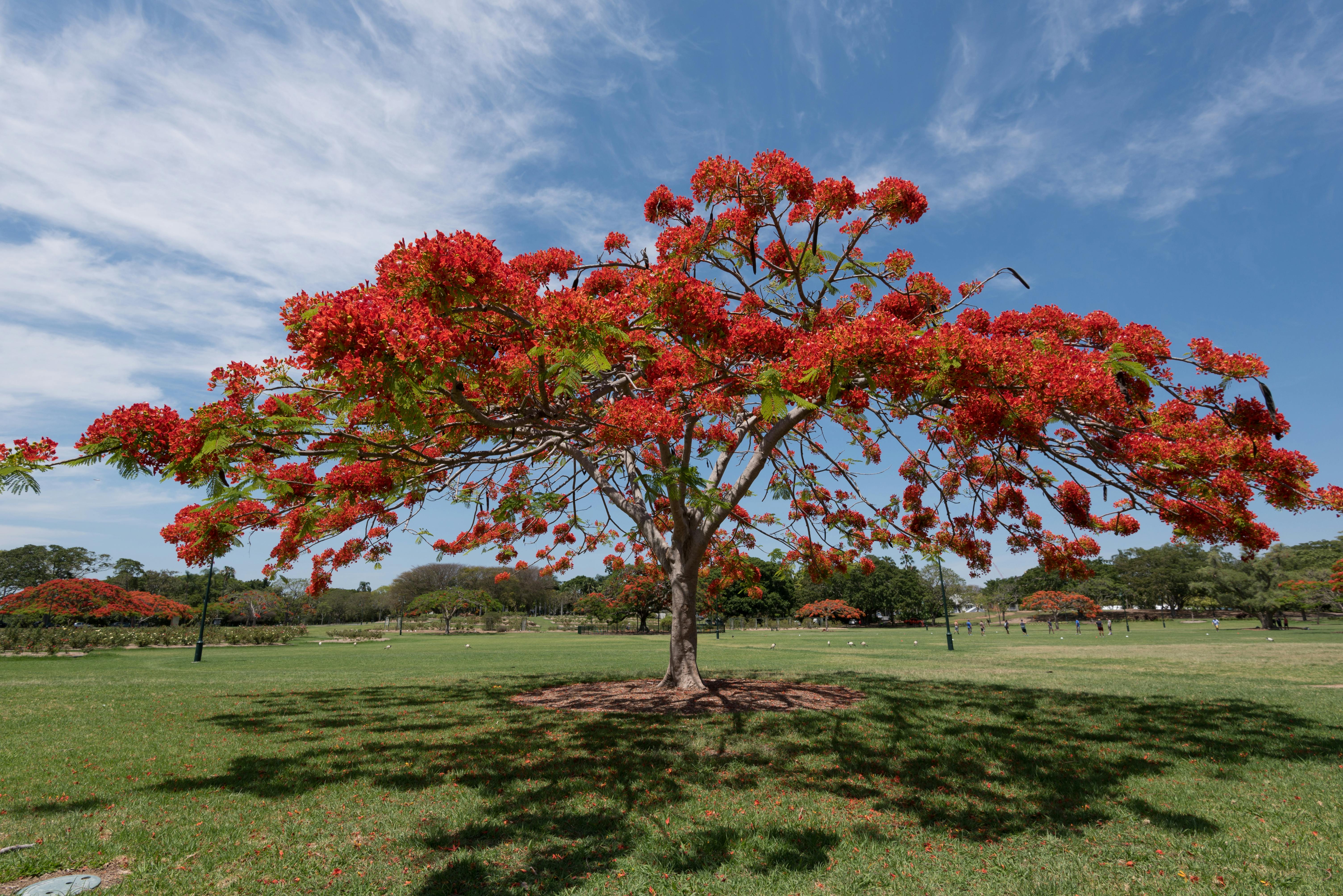 Flamboyant tree red bloom parac brisbane