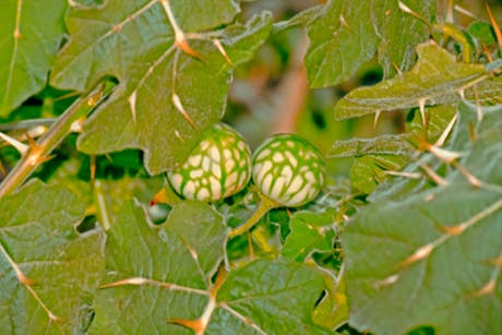 Tropical soda apple