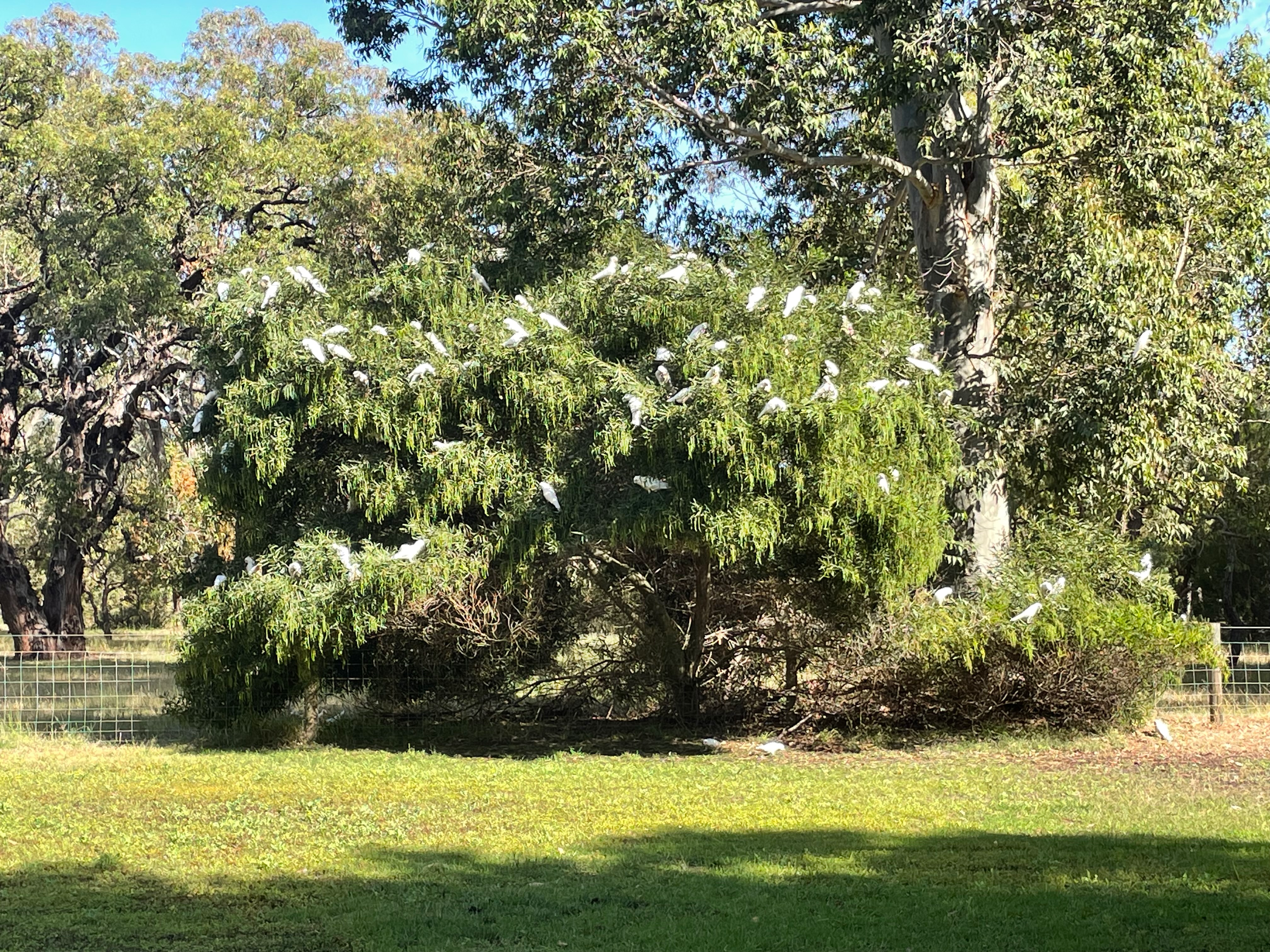 Where have you seen corellas? | Mandurah Matters