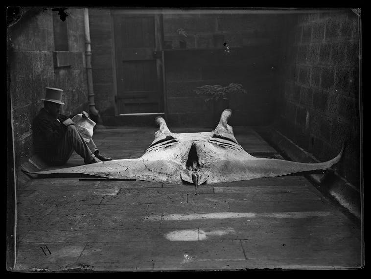 Gerard Kreft with the newly discovered manta ray, Manta alfredi, in the Museum’s courtyard in 1869. Photos © Australian Museum..png