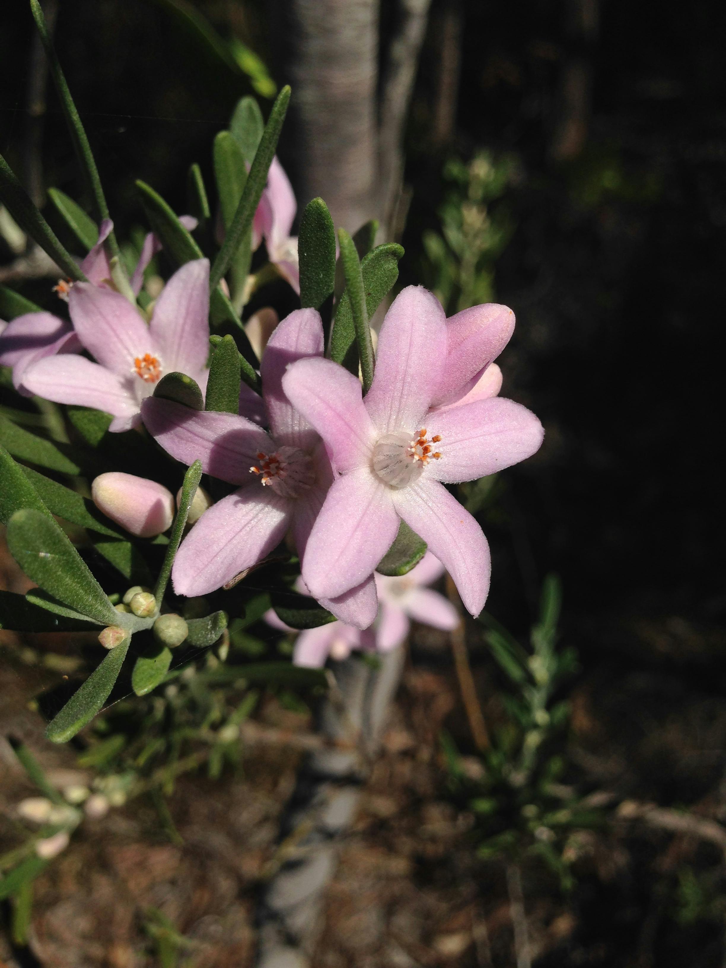 Eriostemon Australasius Mw 20180718 03
