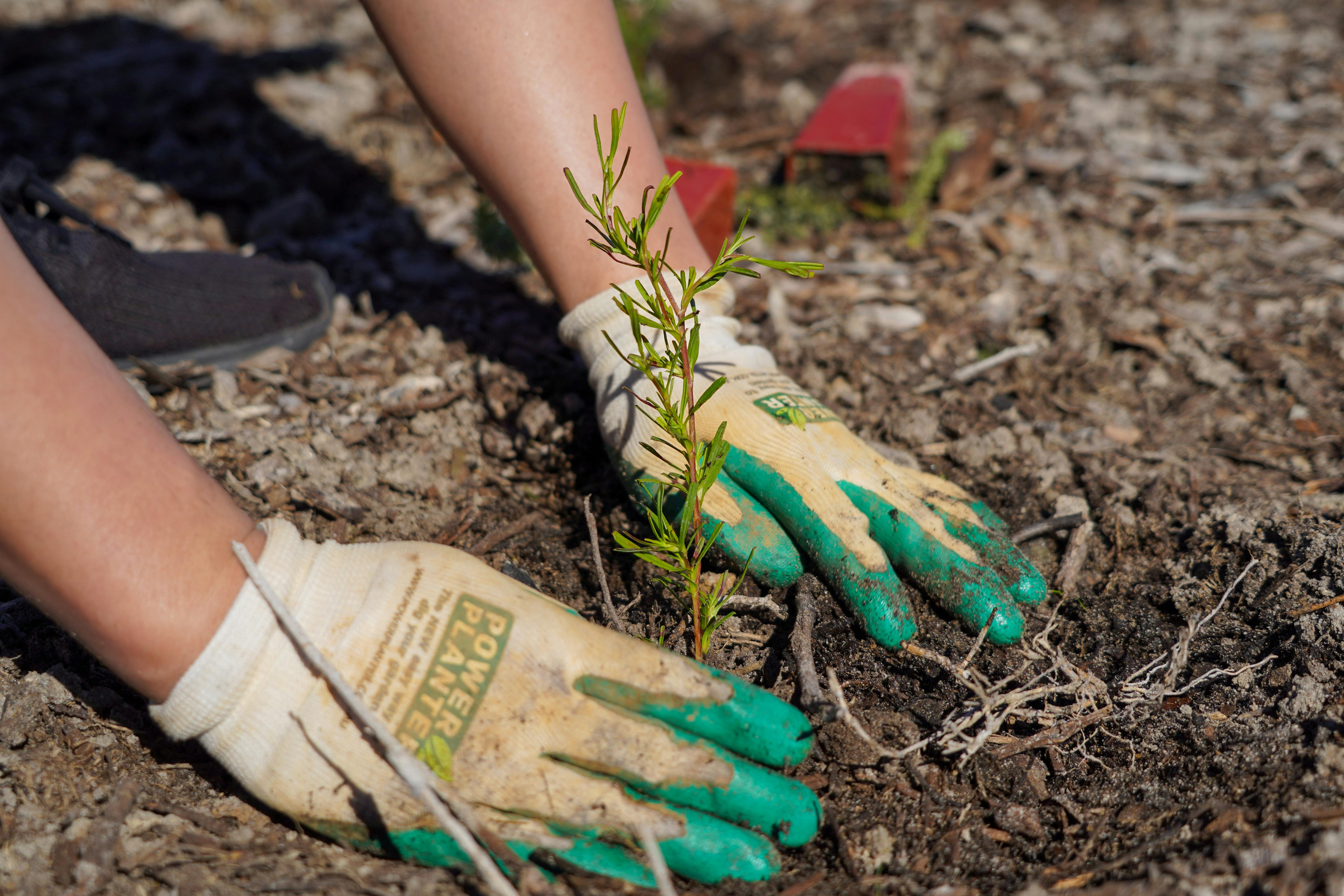 Groundlark Park Planting - Jesse Collins 04.jpg
