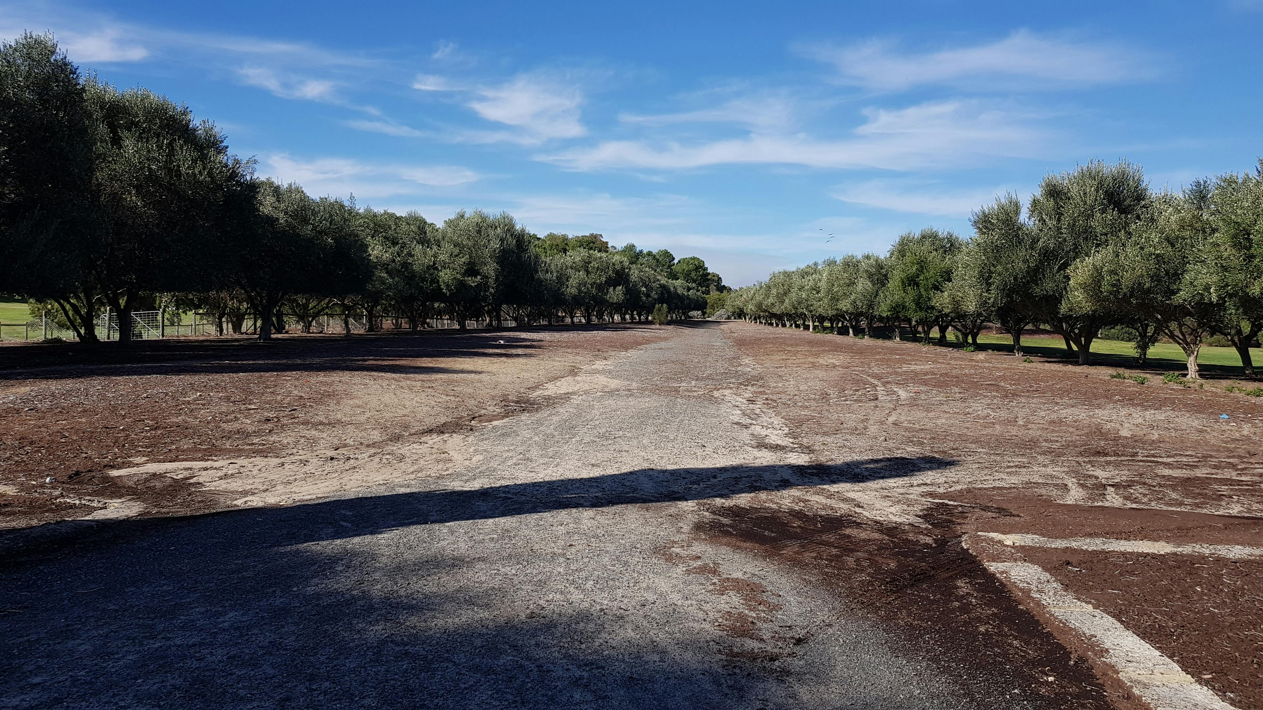 View to olive grove