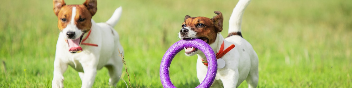 Dogs playing in an off-leash area