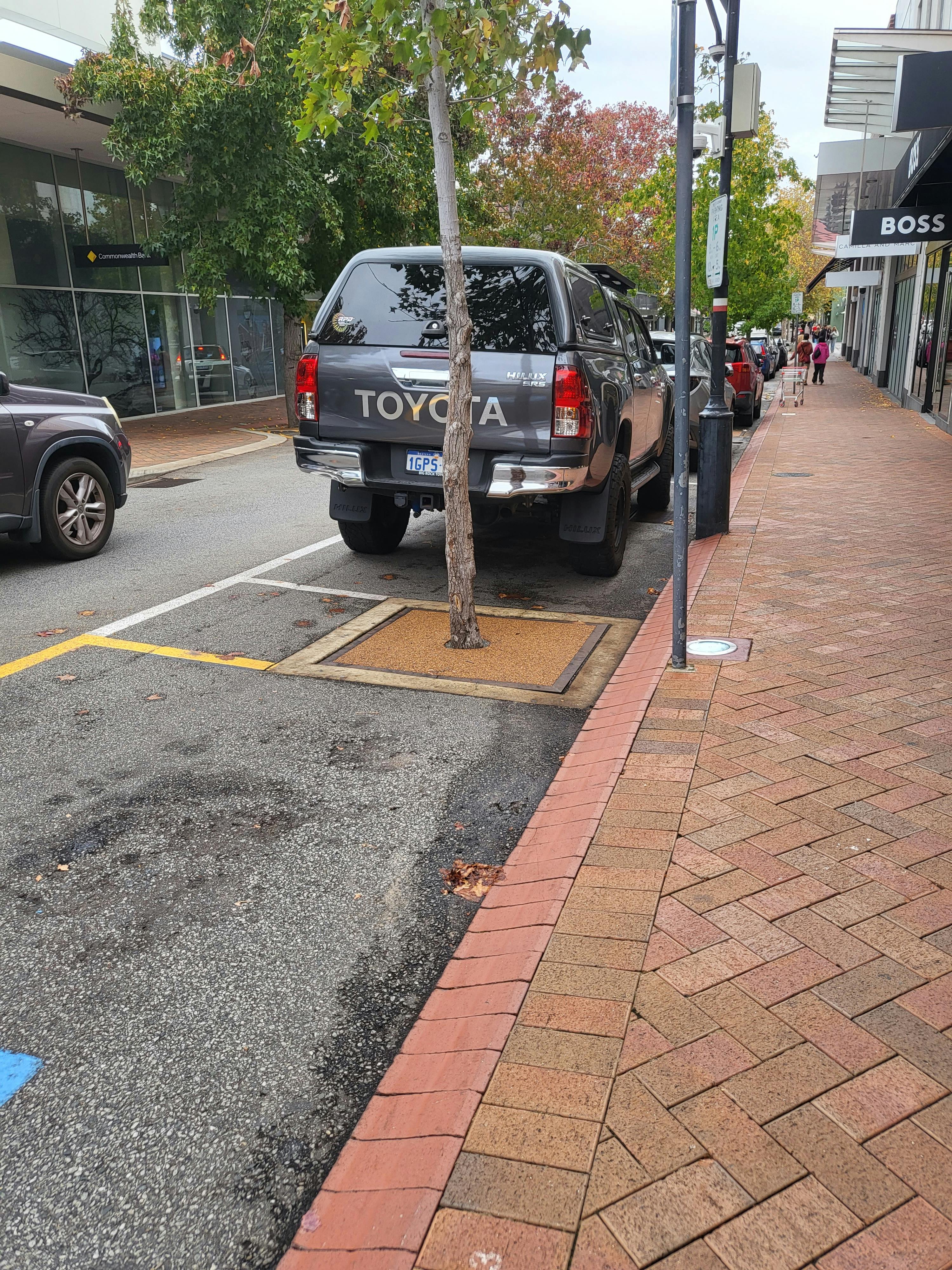 Example of a street tree in road pavement