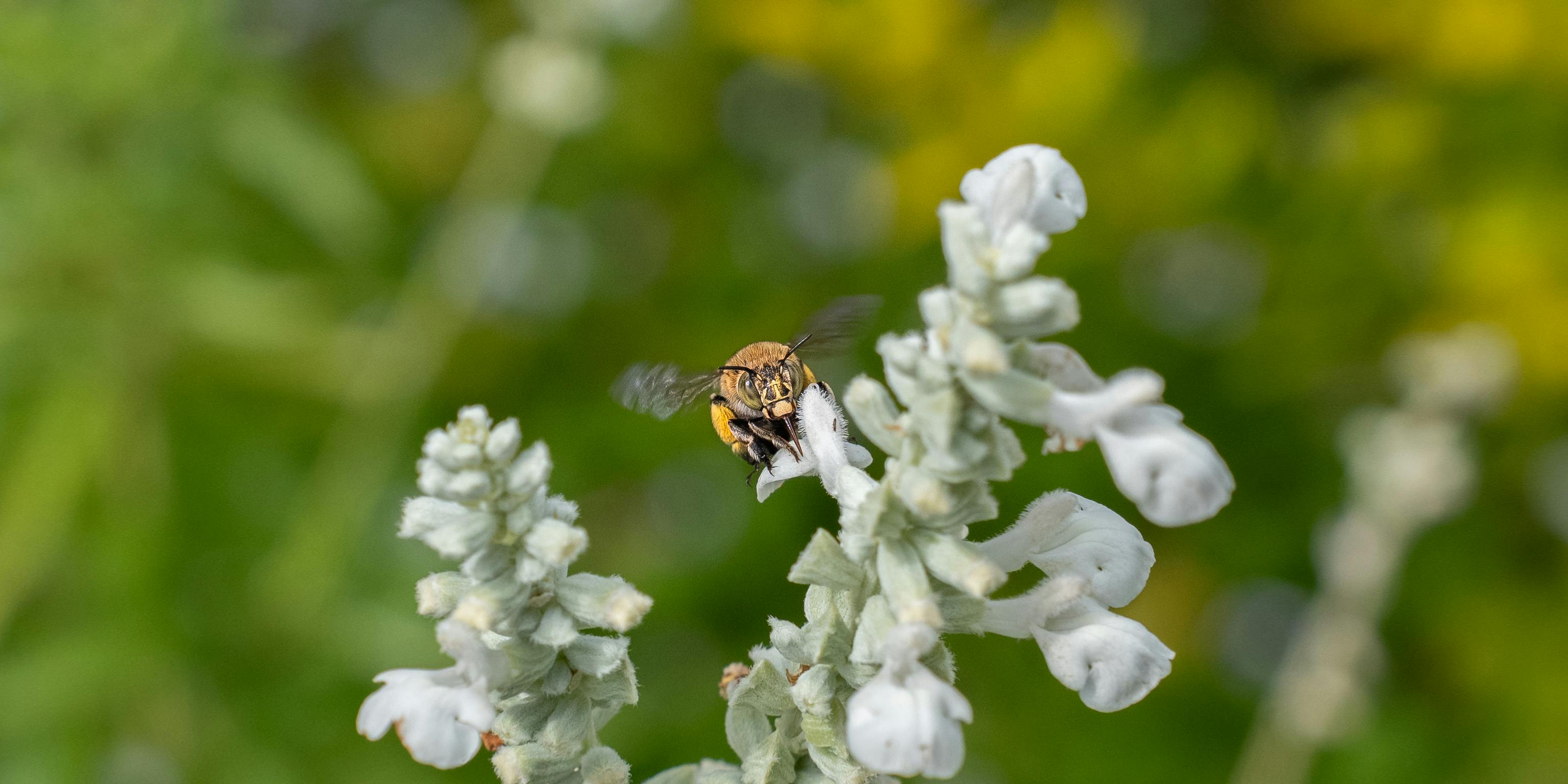 Abhijith Manoj Kumar- Winner Best Overall Submission - Macro.jpg