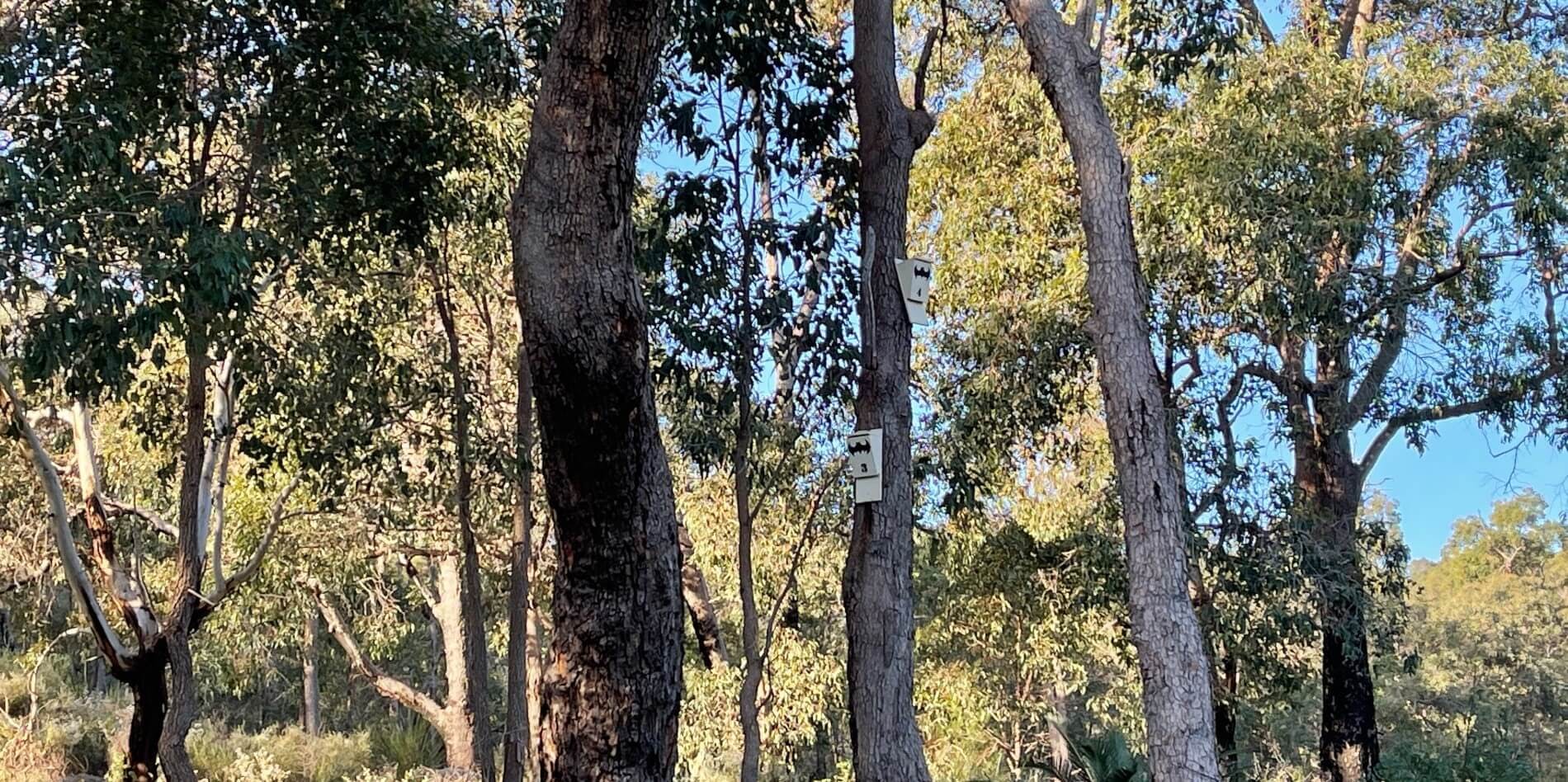 Microbats boxes at Mundy Regional Park located in Lesmurdie