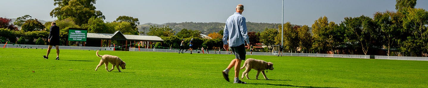 Owners exercising their dogs on Unley Oval