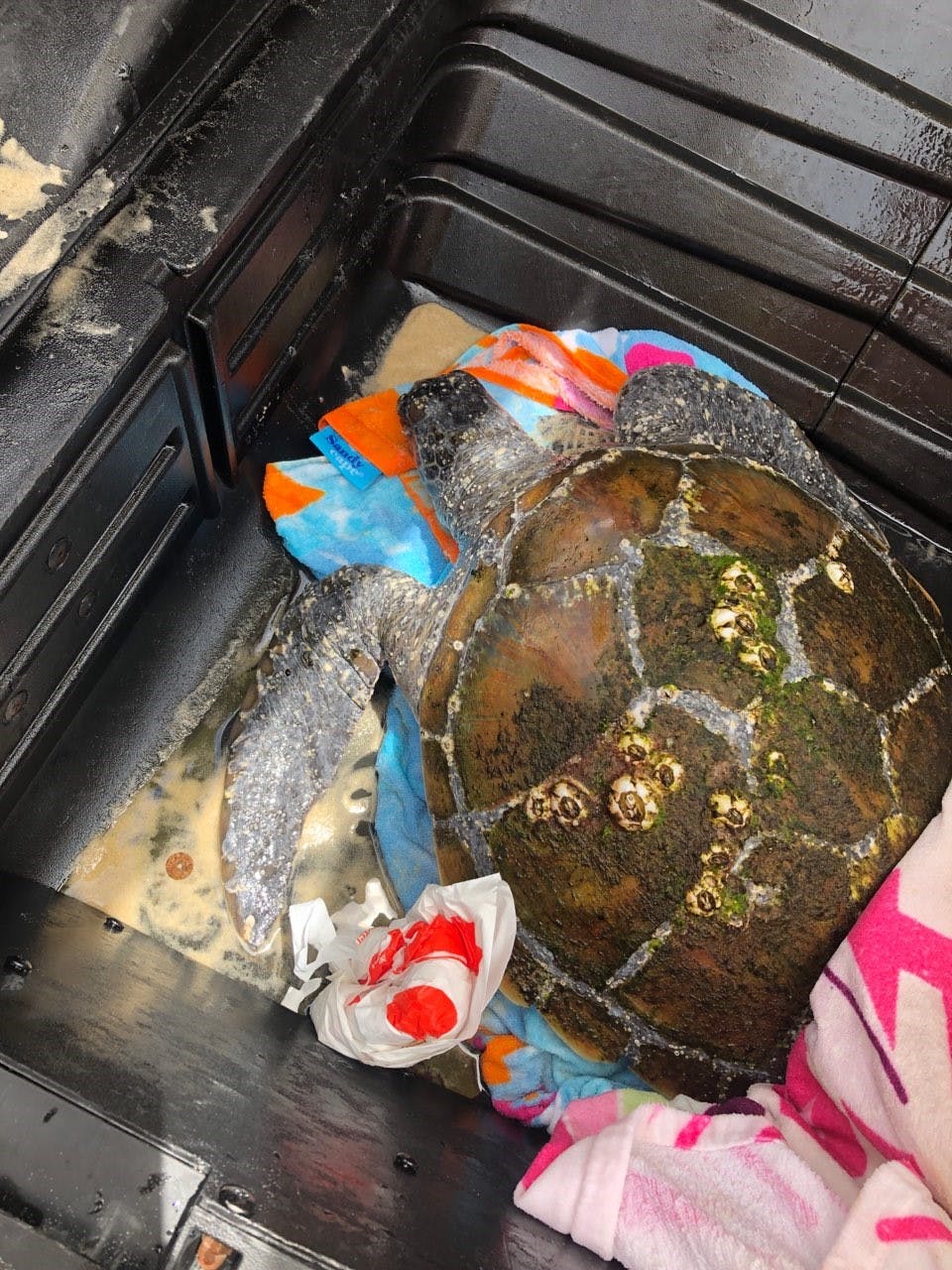 Lion the Green Sea Turtle rescued at Kingscliff due to ingesting marine debris – including plastics.
