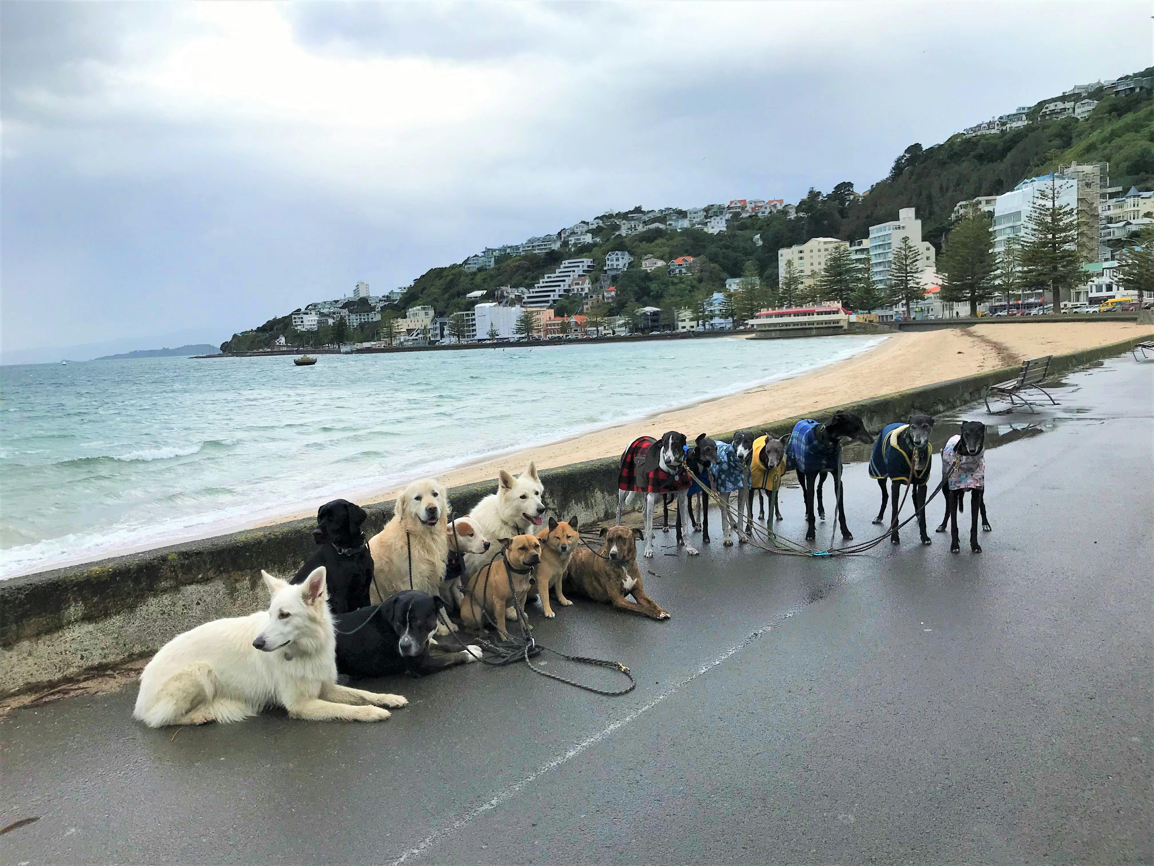 dogs on oriental bay.jpg