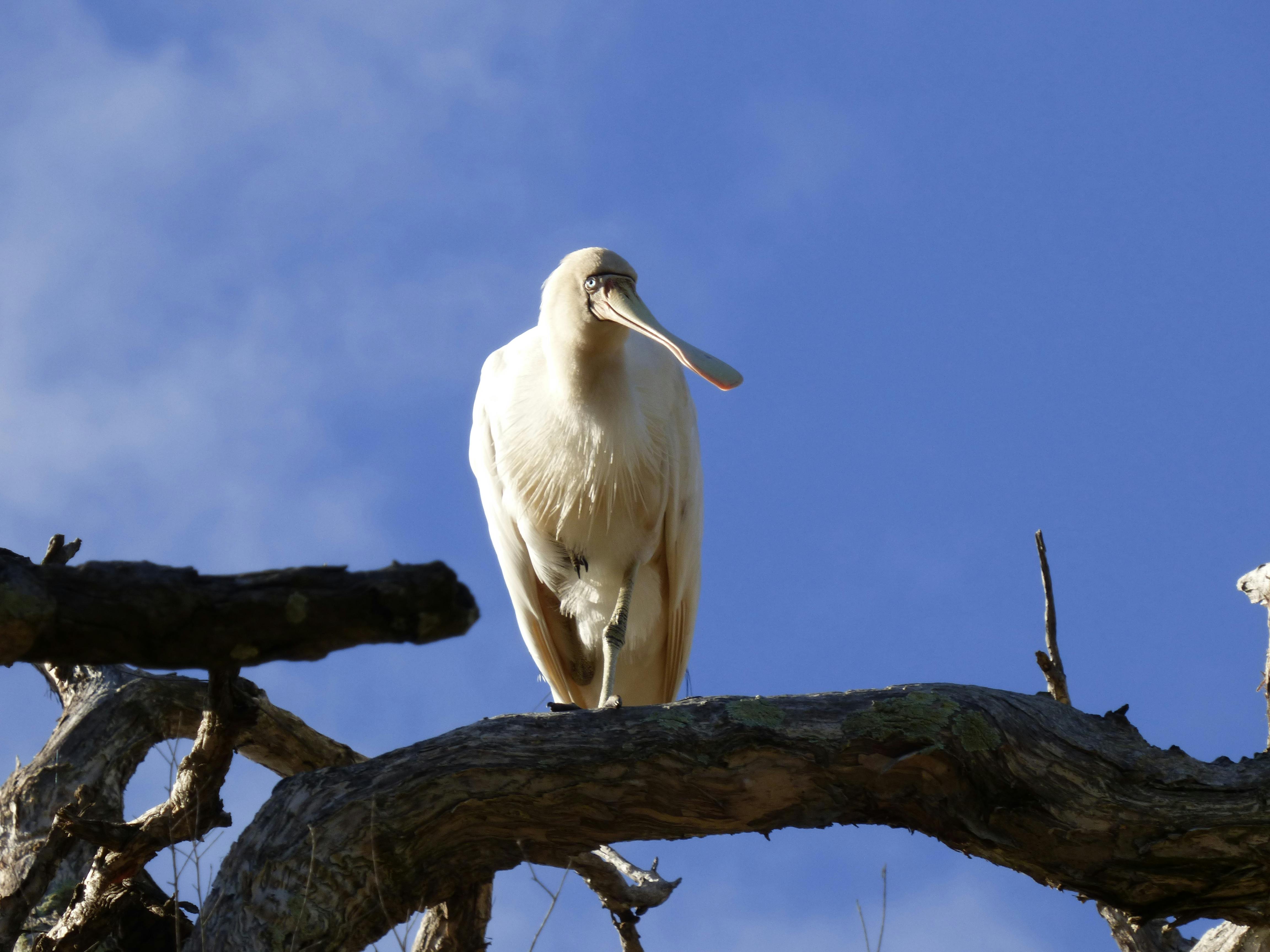 P1240923 Spoonbill _Elaine Vesperman.JPG