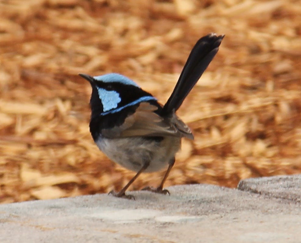 A friend comes for a visit! So relaxing to watch the bird life that plays in my backyard. 