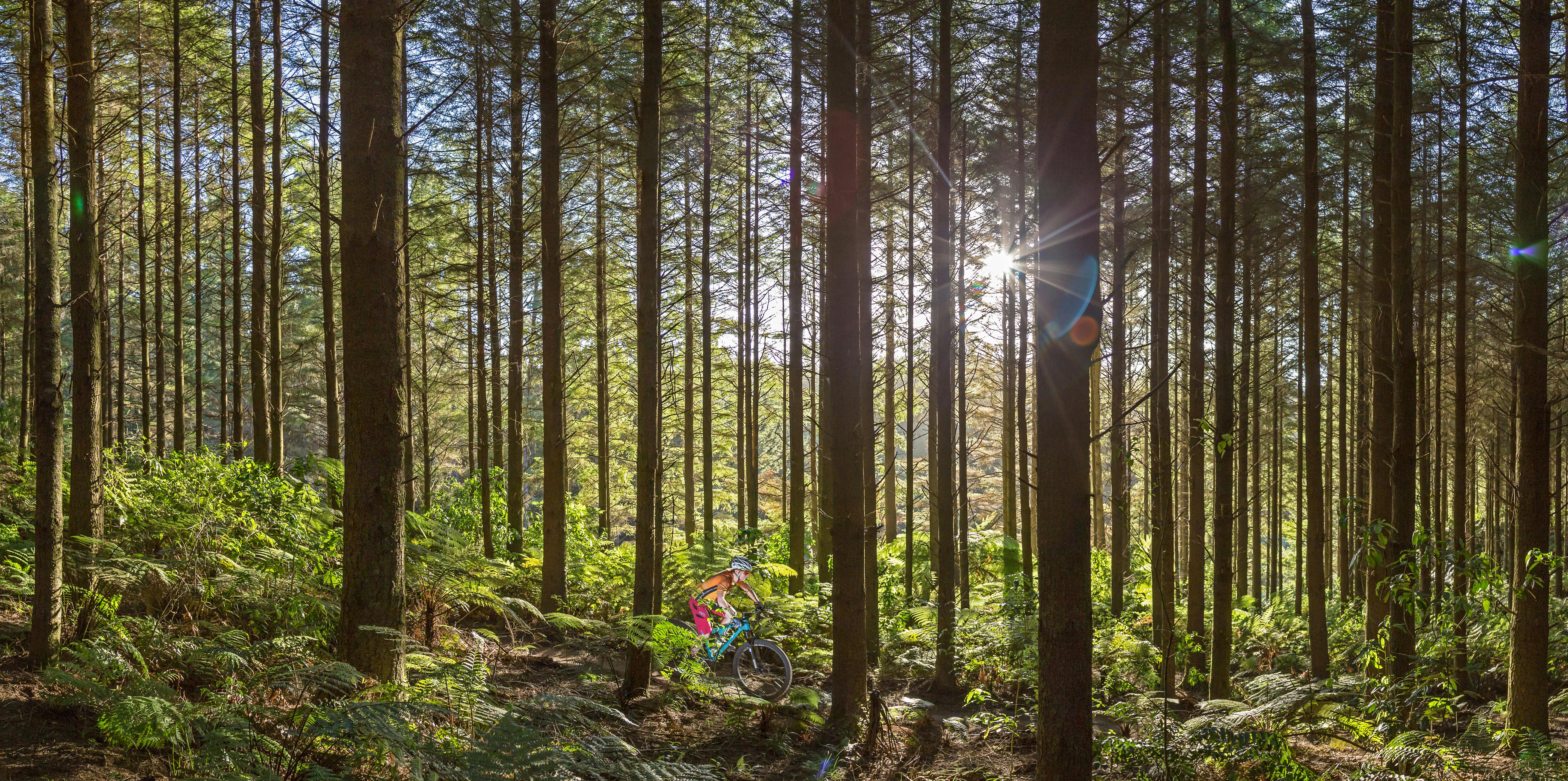 Mountain Bike Redwoods Pano Credit Mark Coker Expires 30 Nov 2019