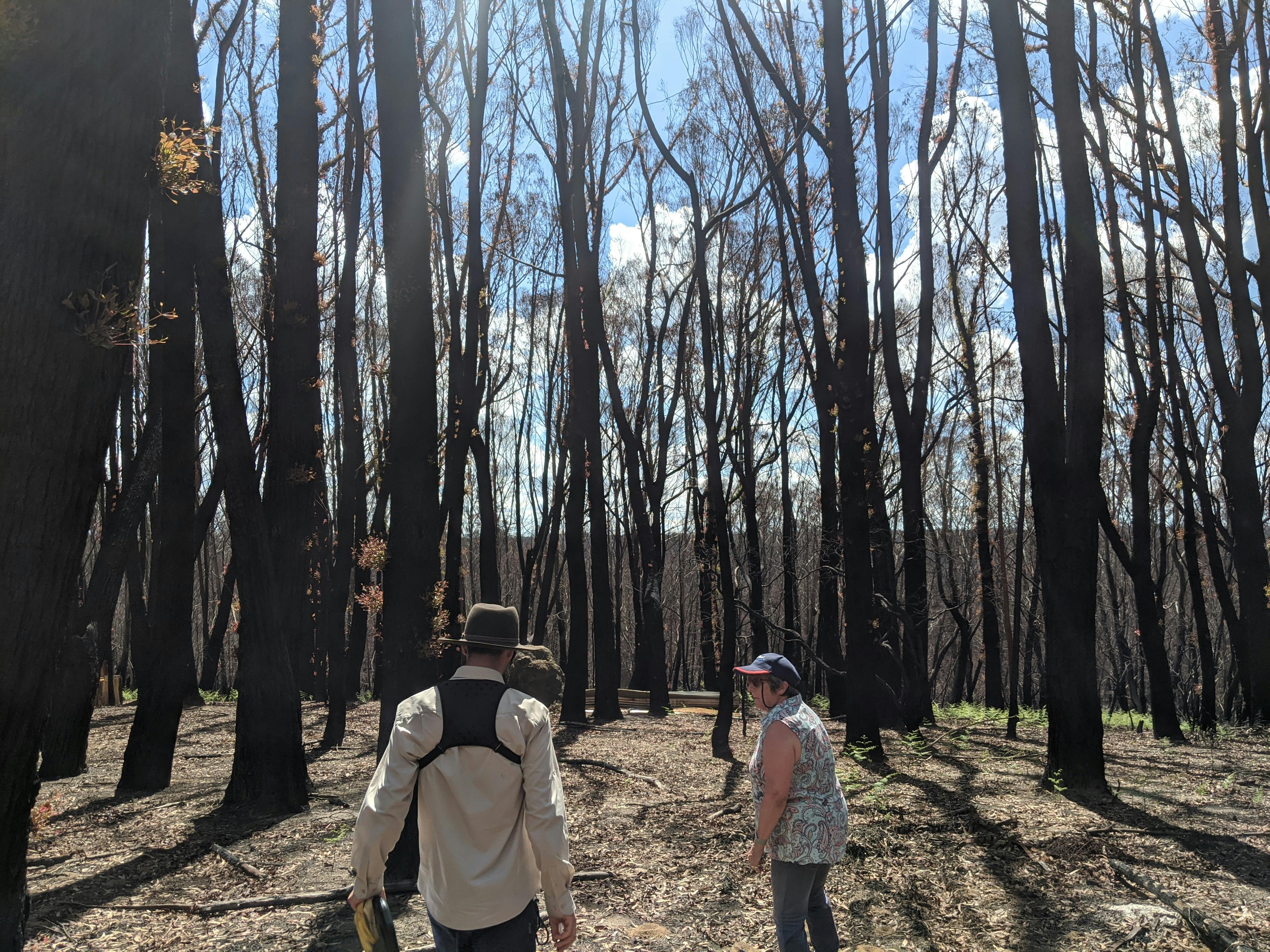 Our Ecologists will help you understand how to help your bushland recover