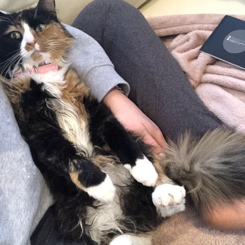 Mia is happy whenever she gets cuddles