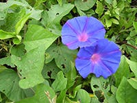 Blue Morning Glory (Ipomoea Indica)