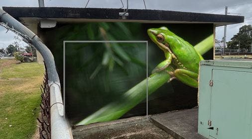 Wallum Rocket Frog - community voted