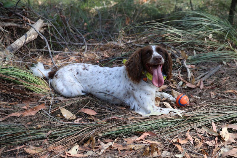 Koala detection dog