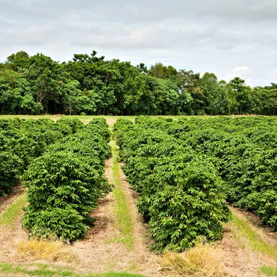Coffee plantation Proserpine