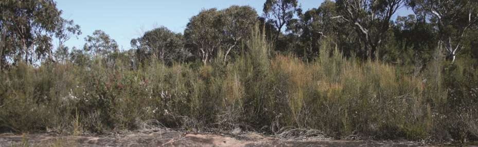 Coastal Sandstone Heath, Explosives Reserve.png