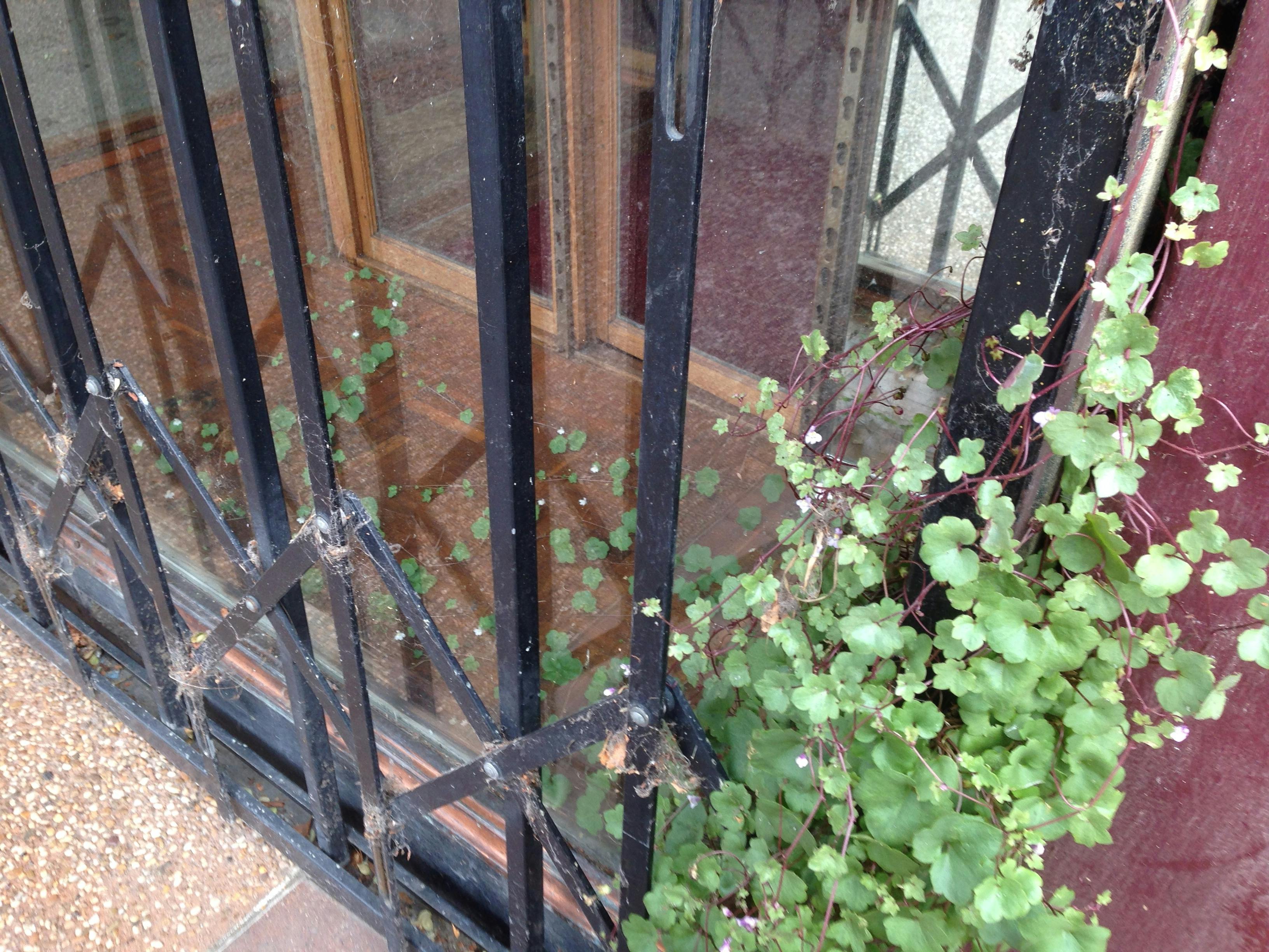 Nature makes beautiful an old shop window waiting for a new tenant 