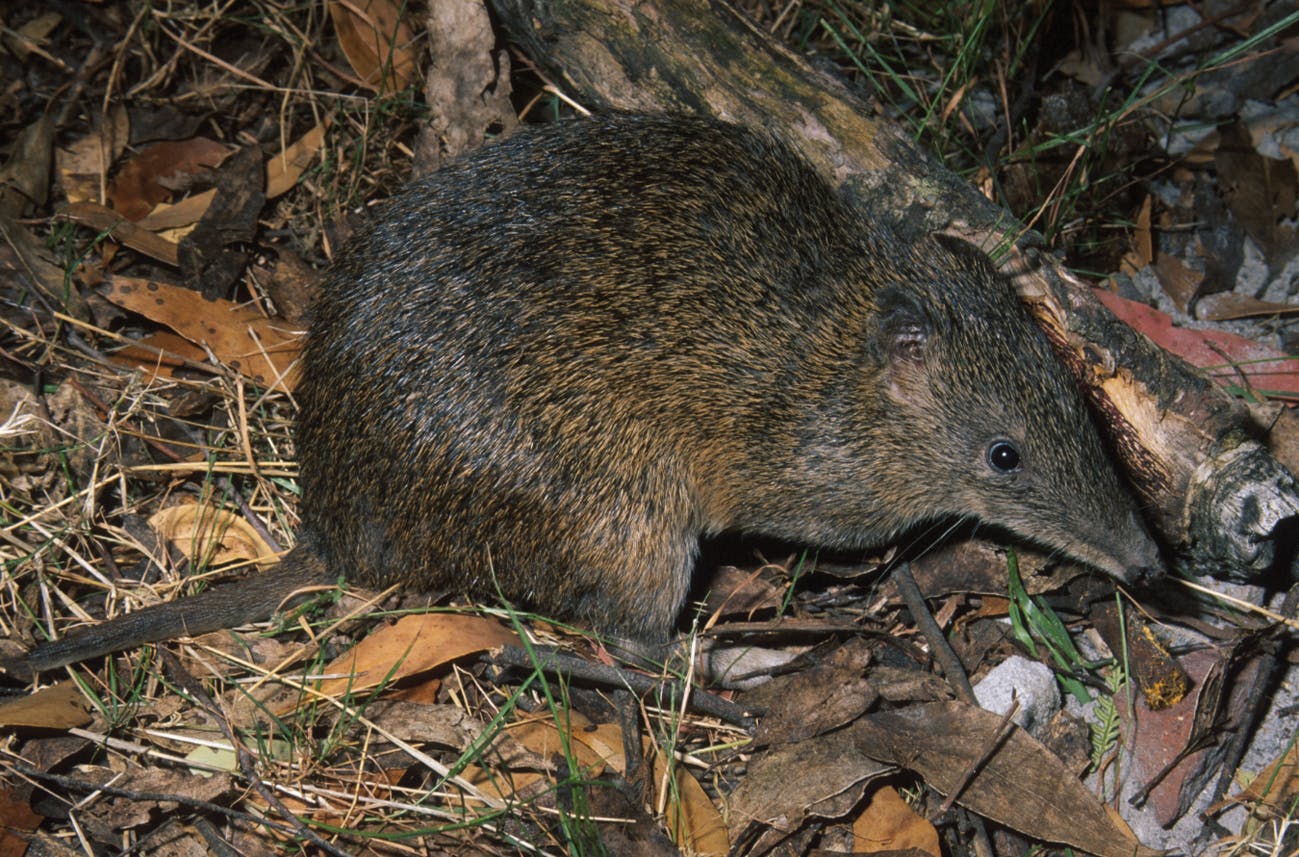 Southern brown bandicoot