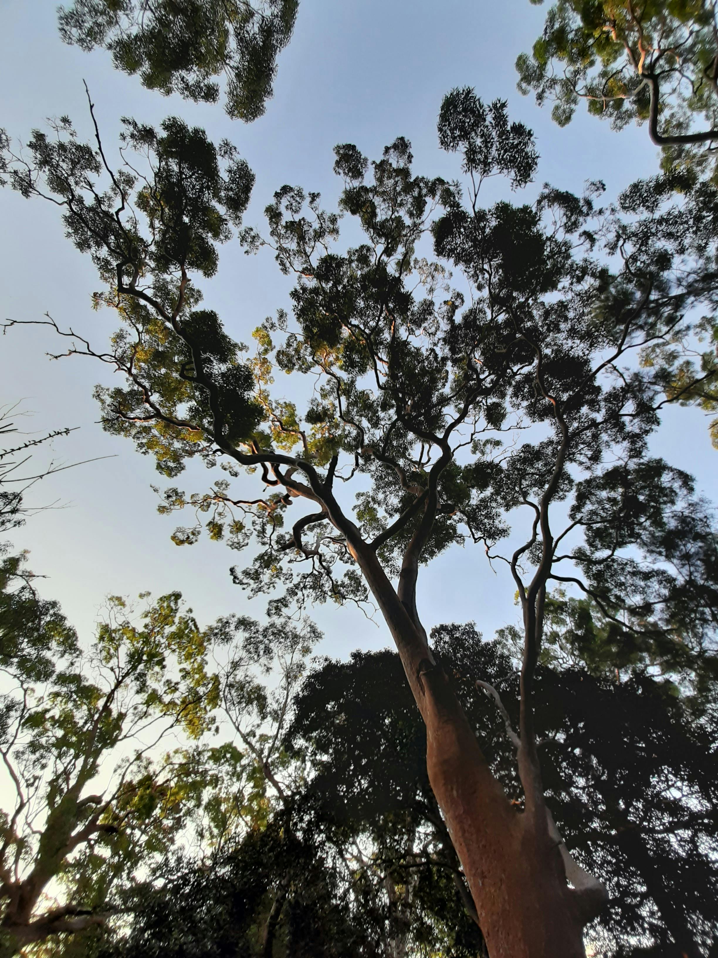 Angophora costata at dusk, Cedar Street Reserve