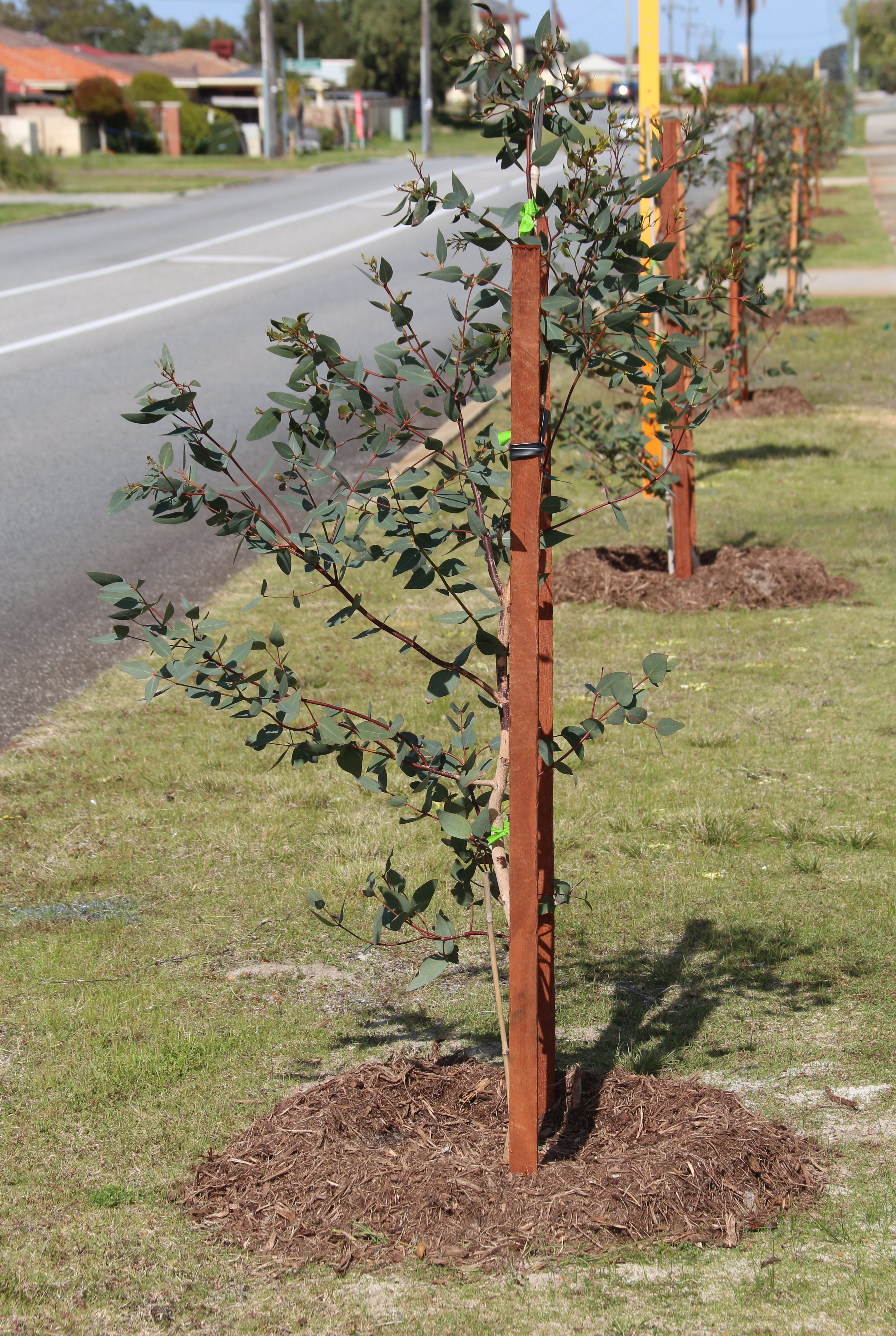 Urban Forest Strategy | Engage Bayswater