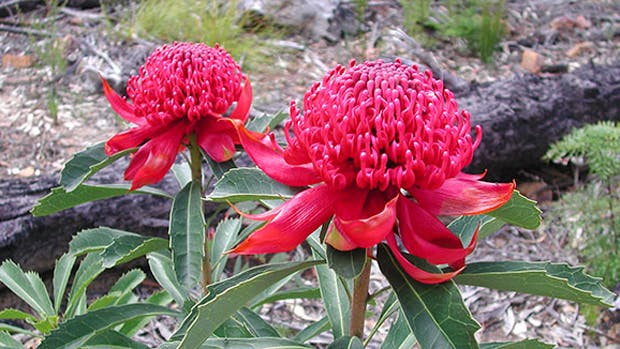 Pav Dscn4041 620x349 Redflwr