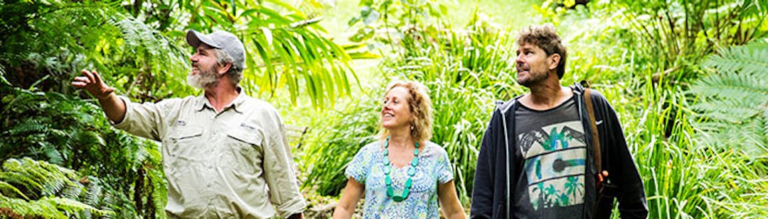 People walking through a rainforest