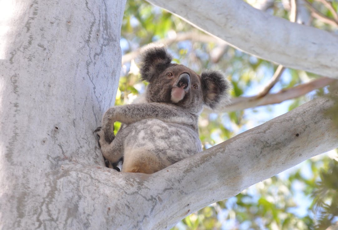 A close up shot of a koala in a tree at Tucki Tucki Creek.