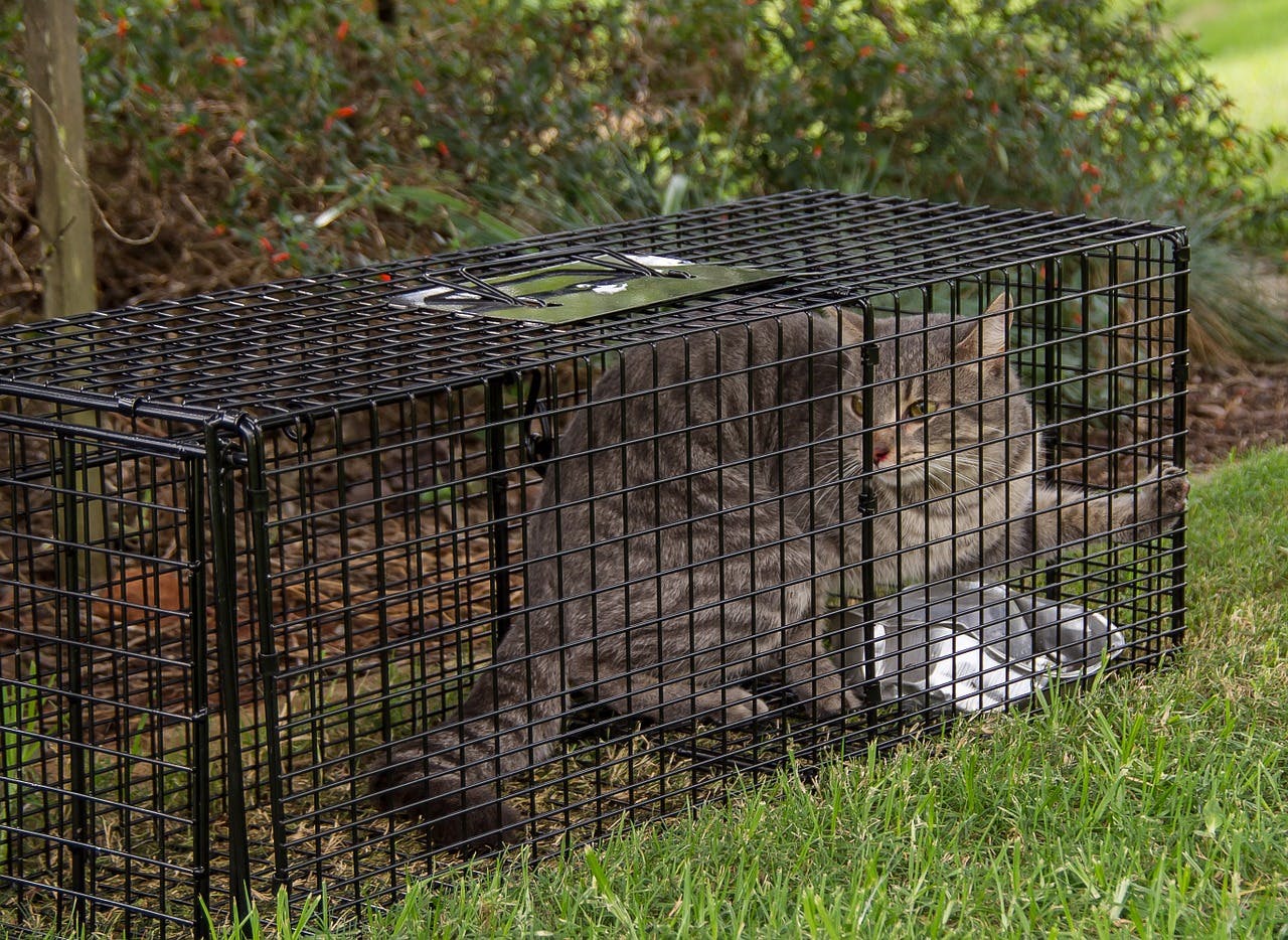 Feral cat in trap