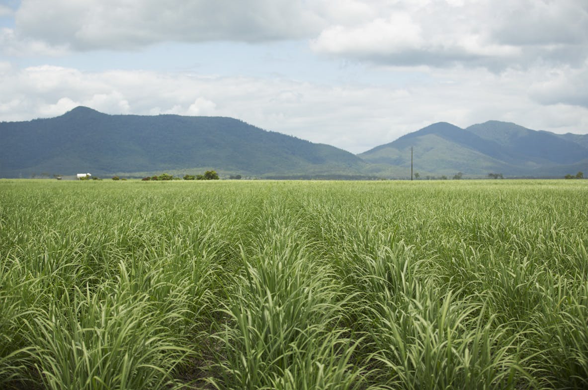 Proserpine Cane