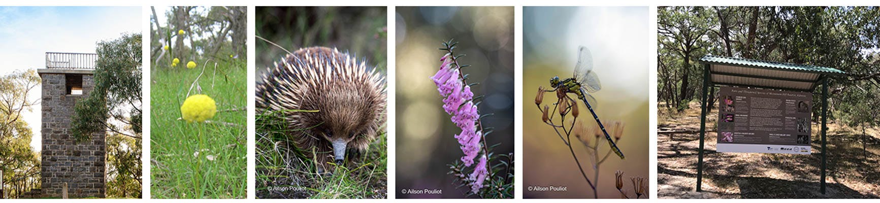 A historic tower, yellow button flowers, an echidna, pink heath, a dragonfly and an interpretive sign