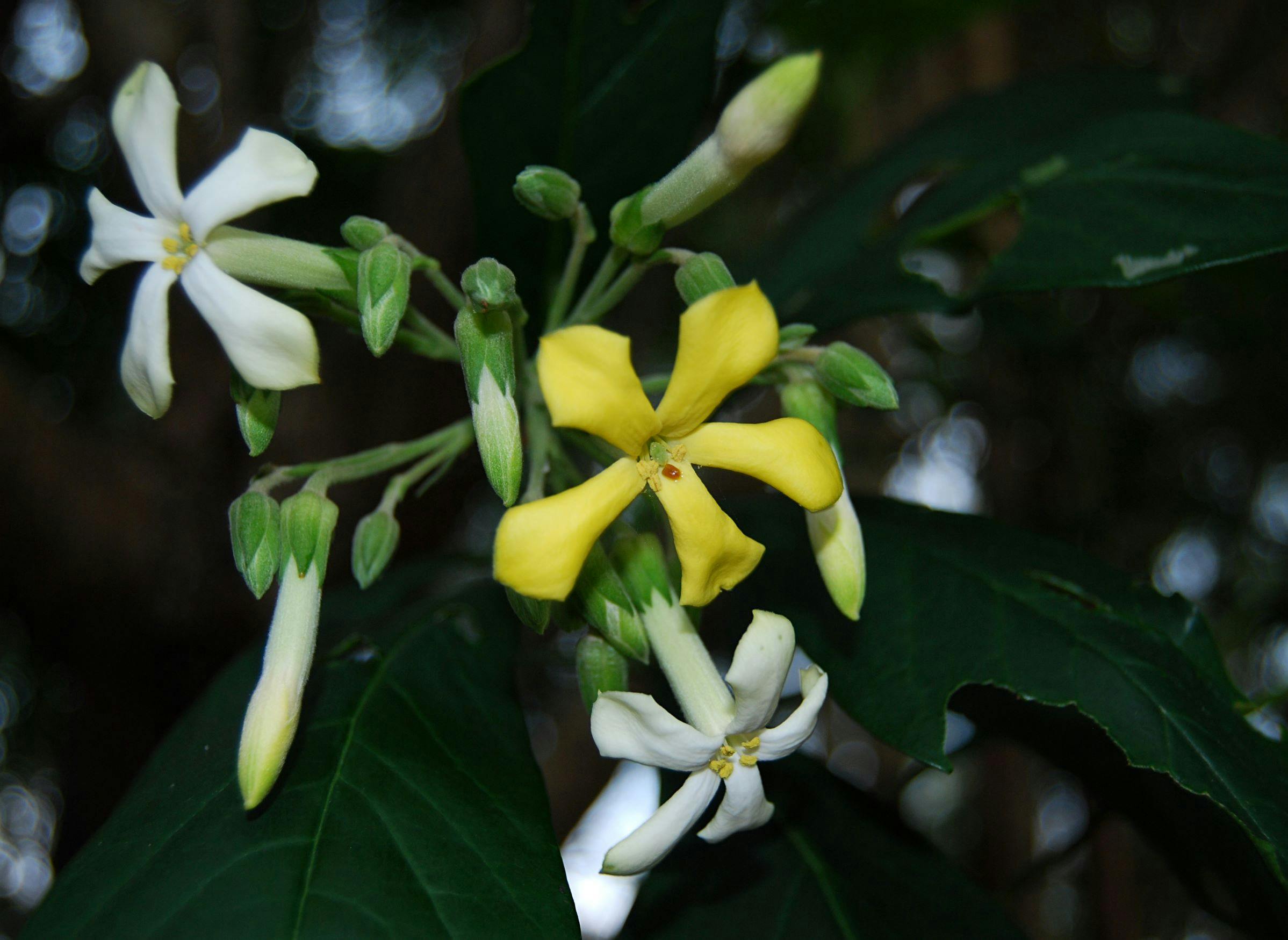 Yellow and white native frangipani flowers with green leaves. 