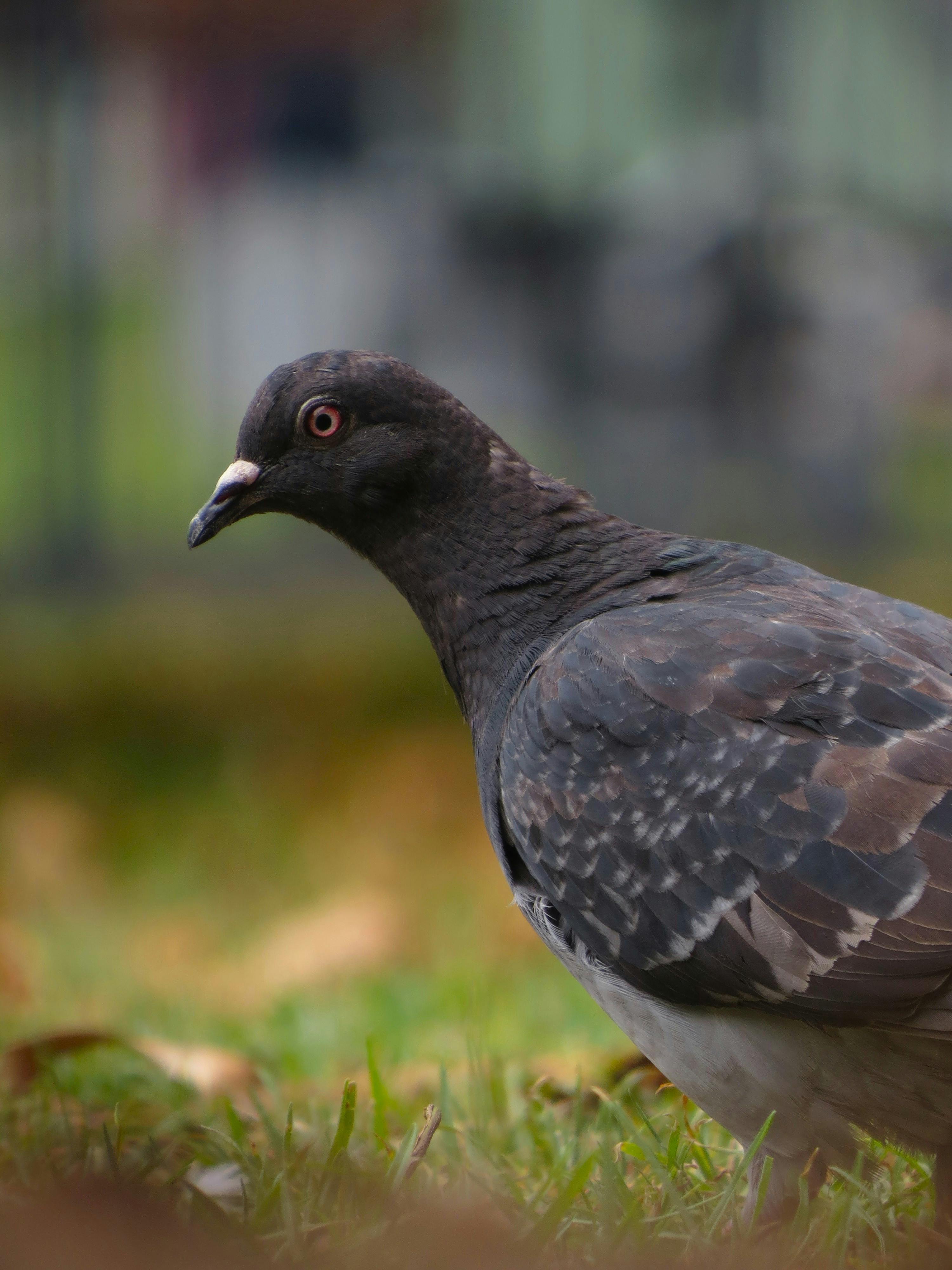 Andrew Shilabeer - Wildlife.jfif