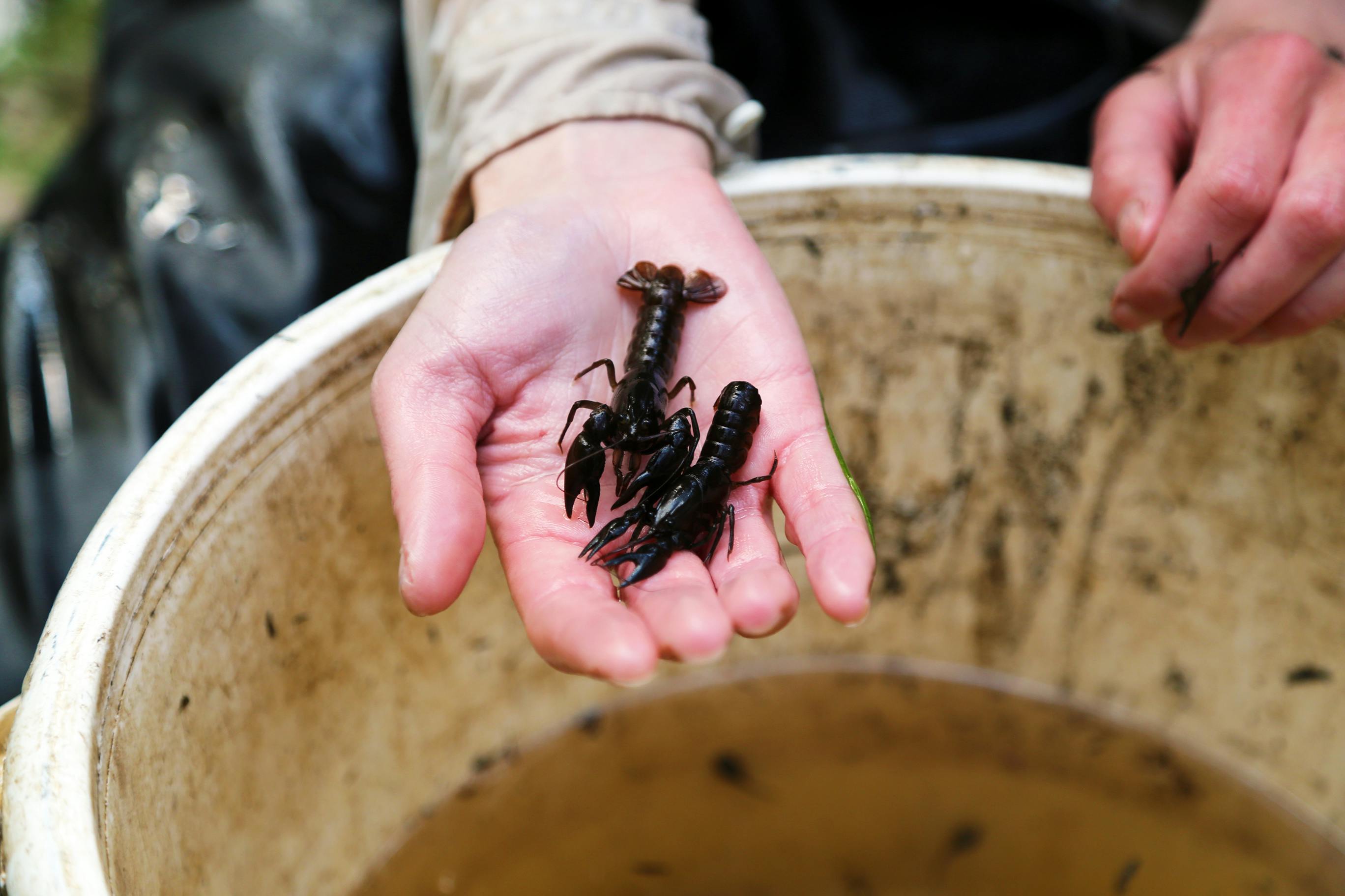 Anglesea borefield - Spring monitoring 2019