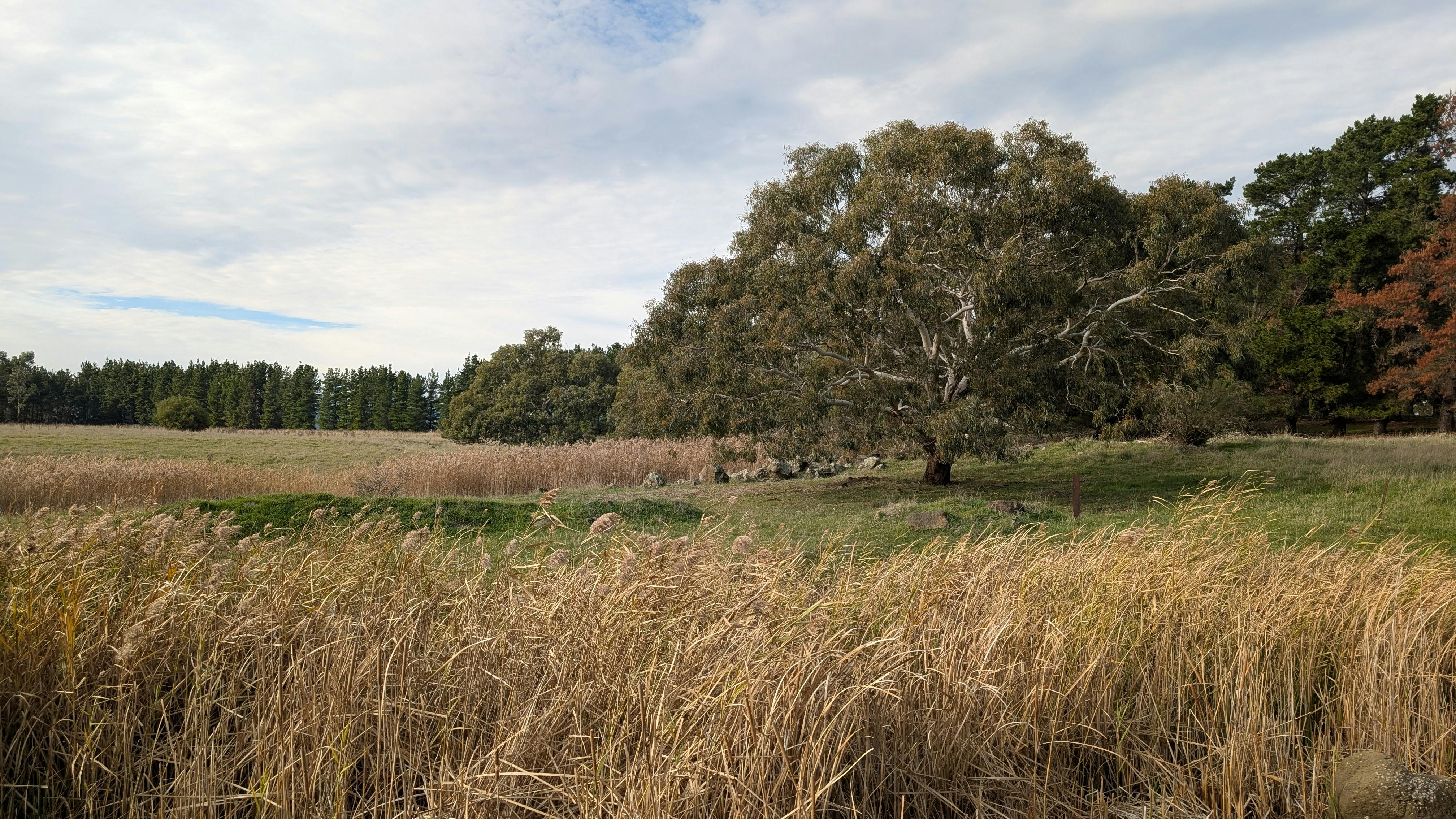 Merri Creek - Surrounding native trees.jpg