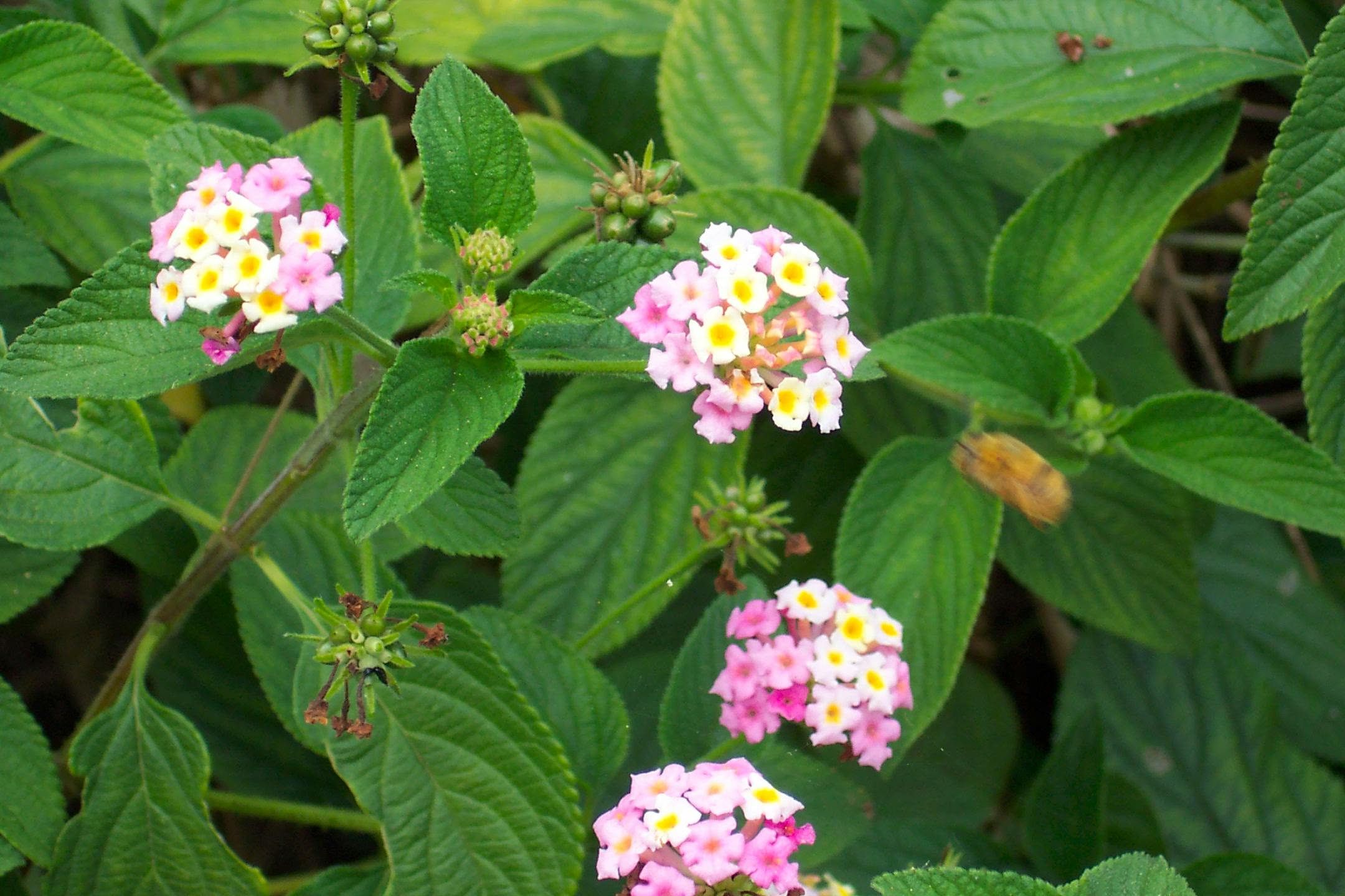 Lantana camara