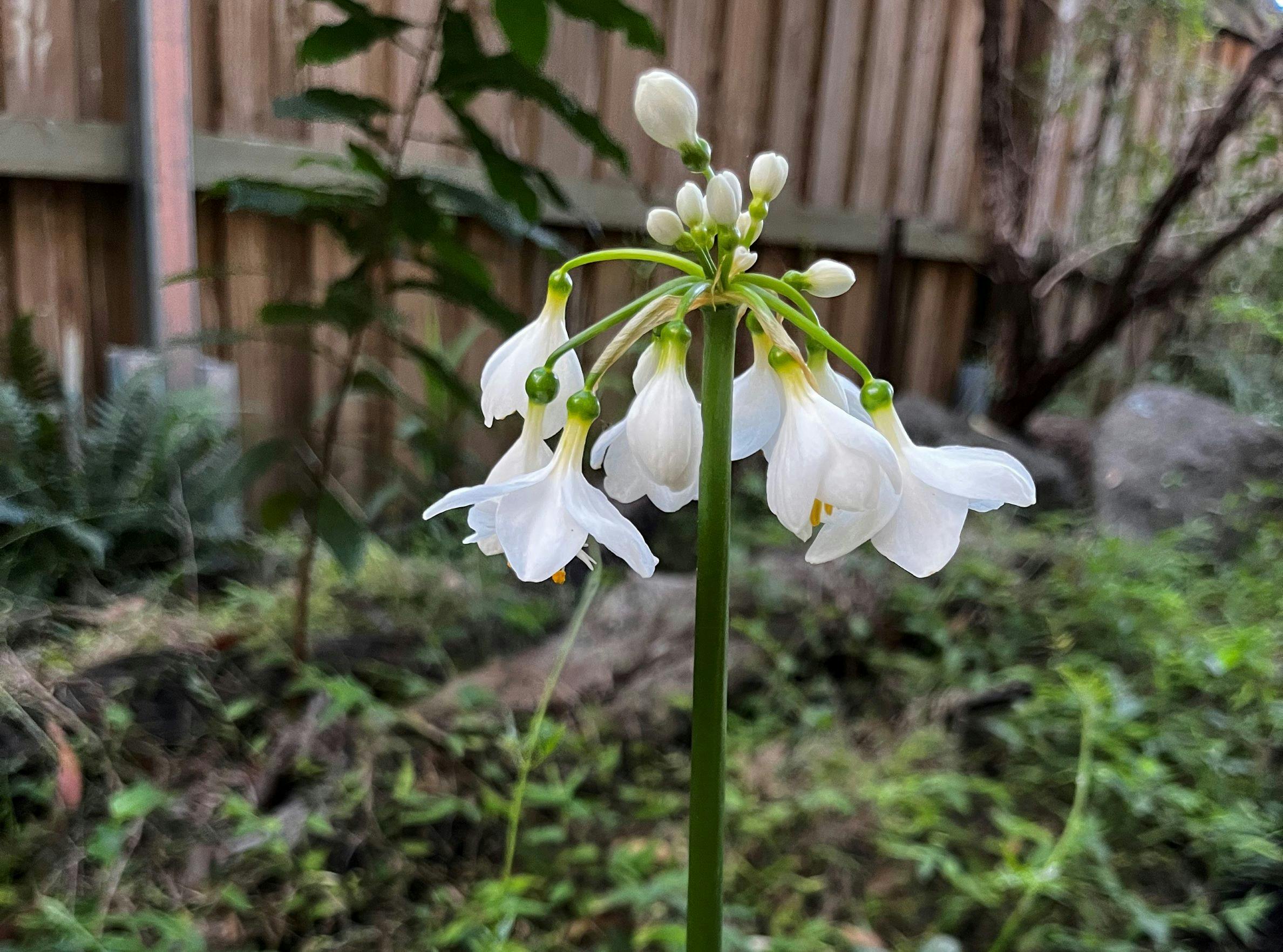 Brisbane Lily. White flowers with blurred green leaves in background. 
