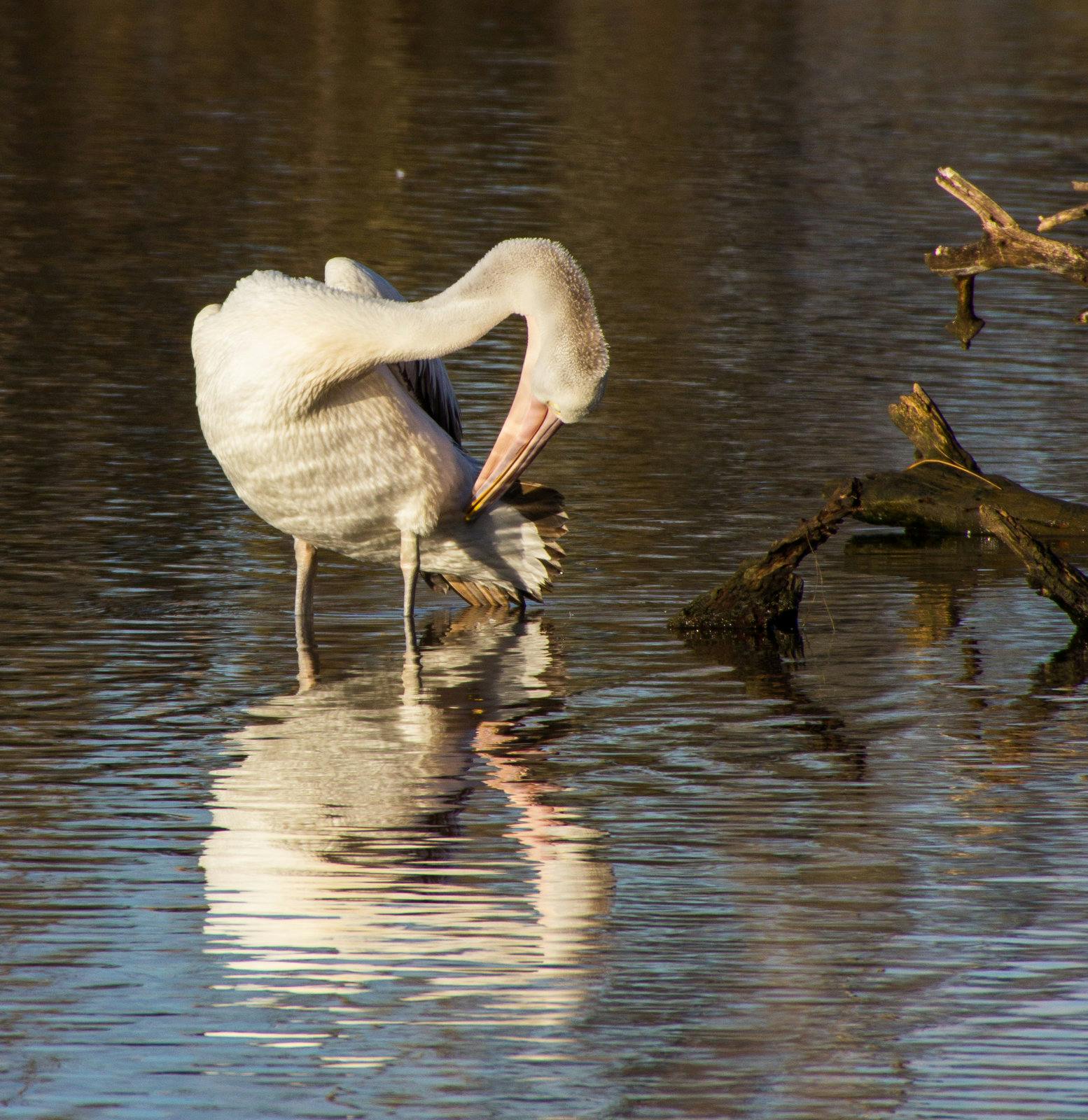 Preening Pelican, submitted by Pastor Mike Fulwood