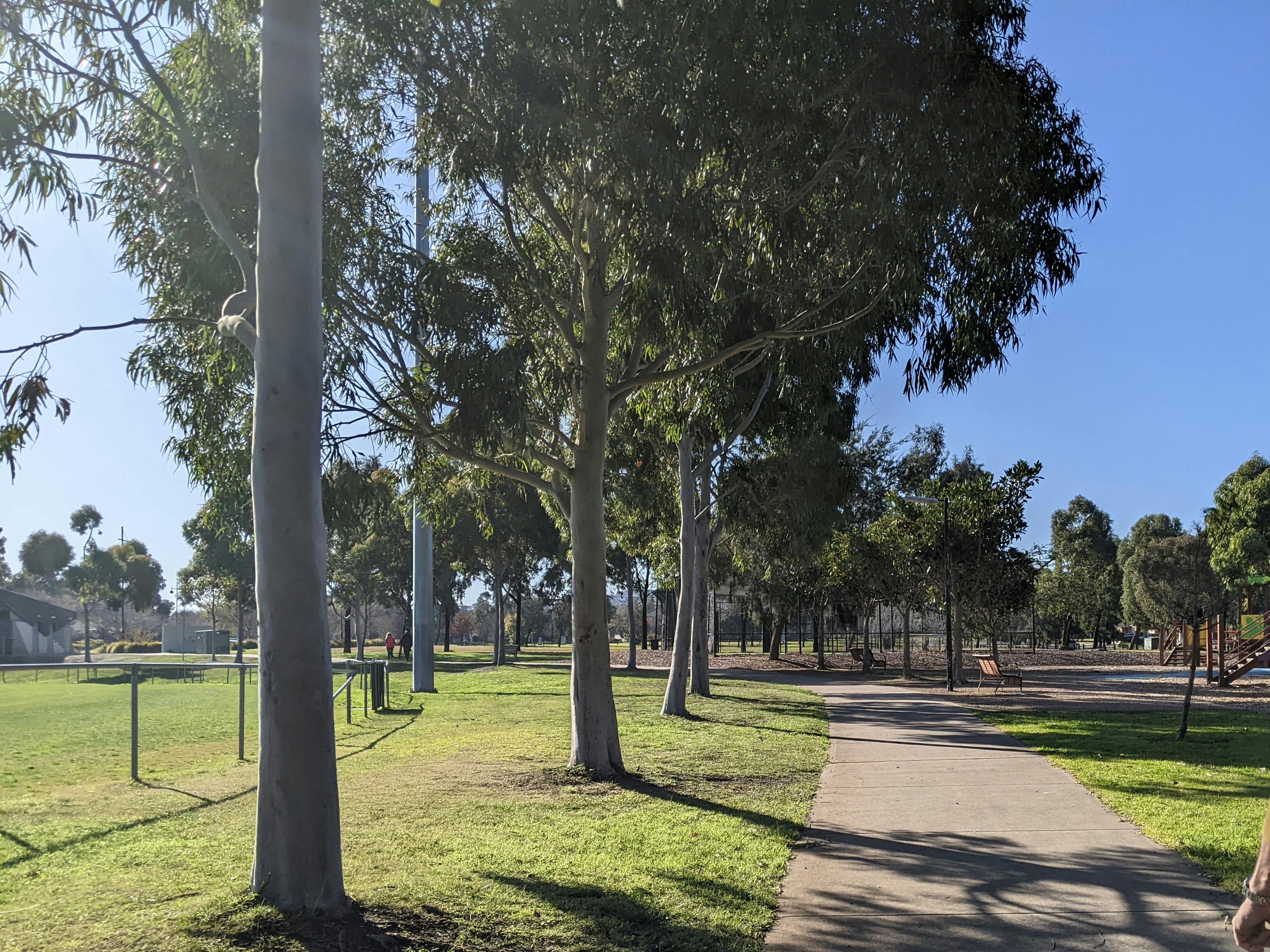 Exisiting footpath and shade trees.jpg