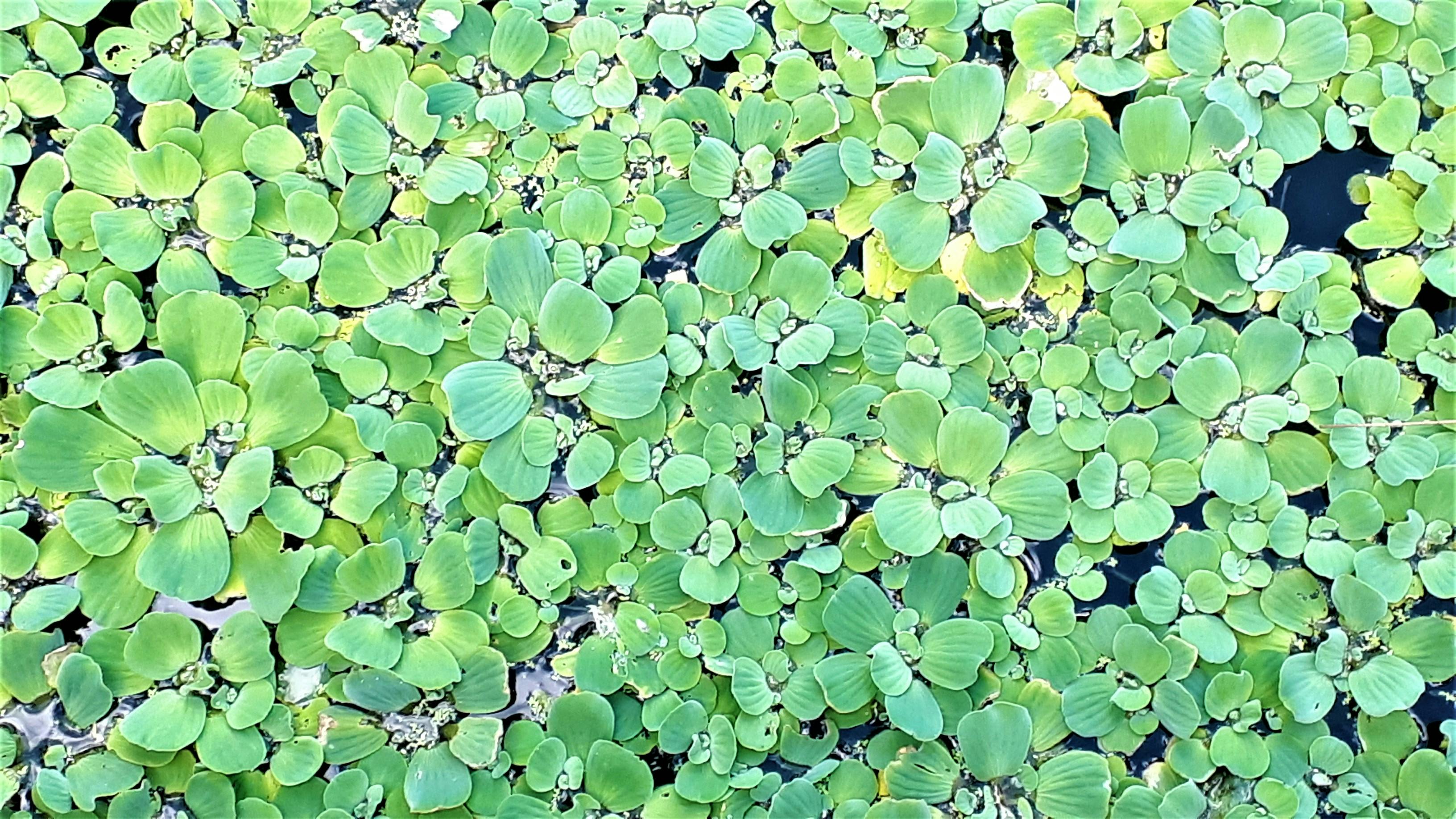 Water lettuce at Moore Park Beach wetland reserve April 2022