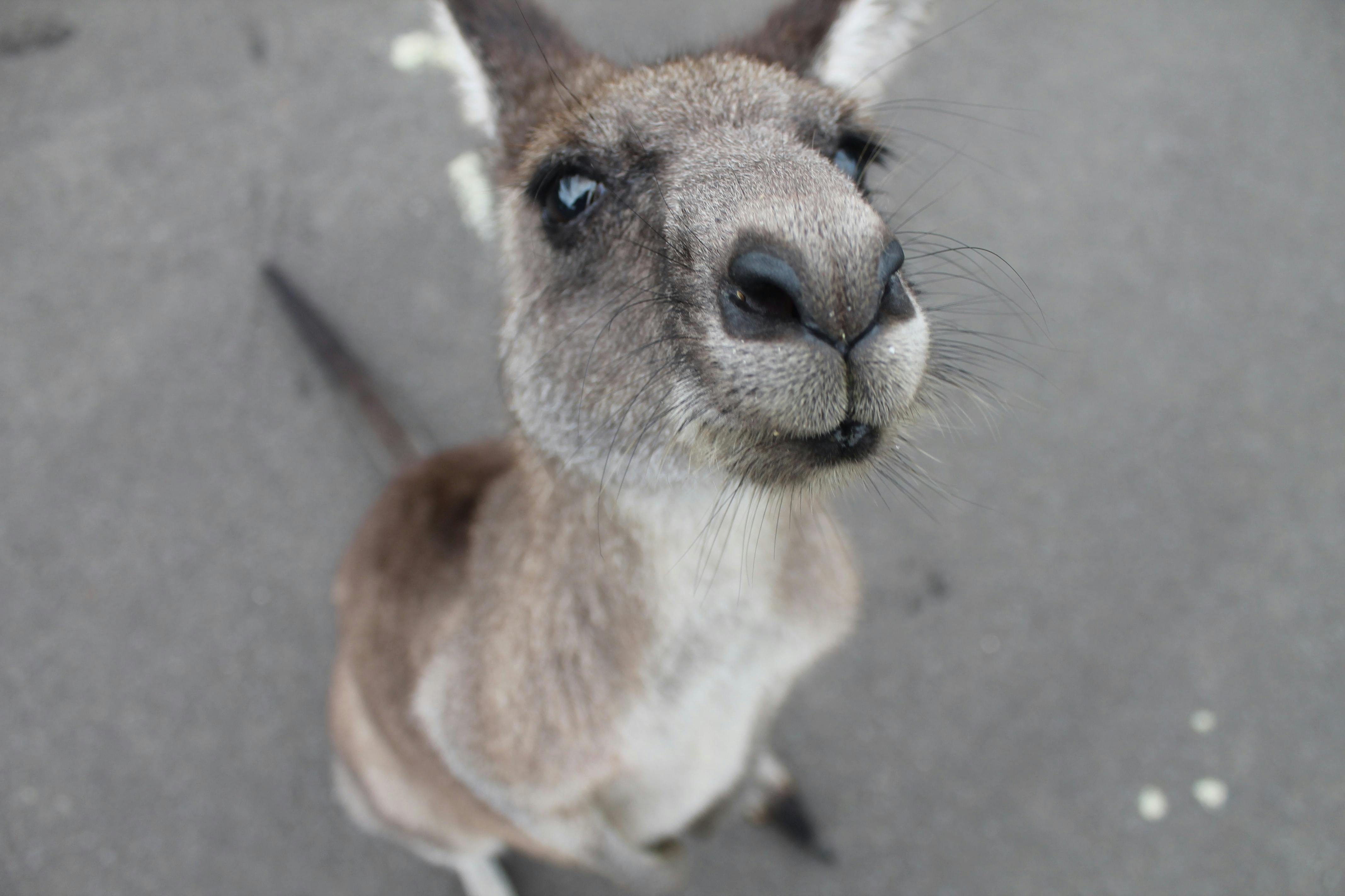 Kangaroo.jpg