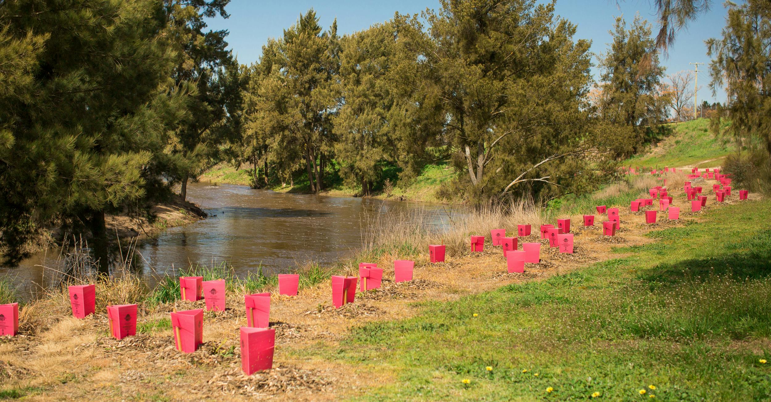 Riparian revegetation Macquarie River
