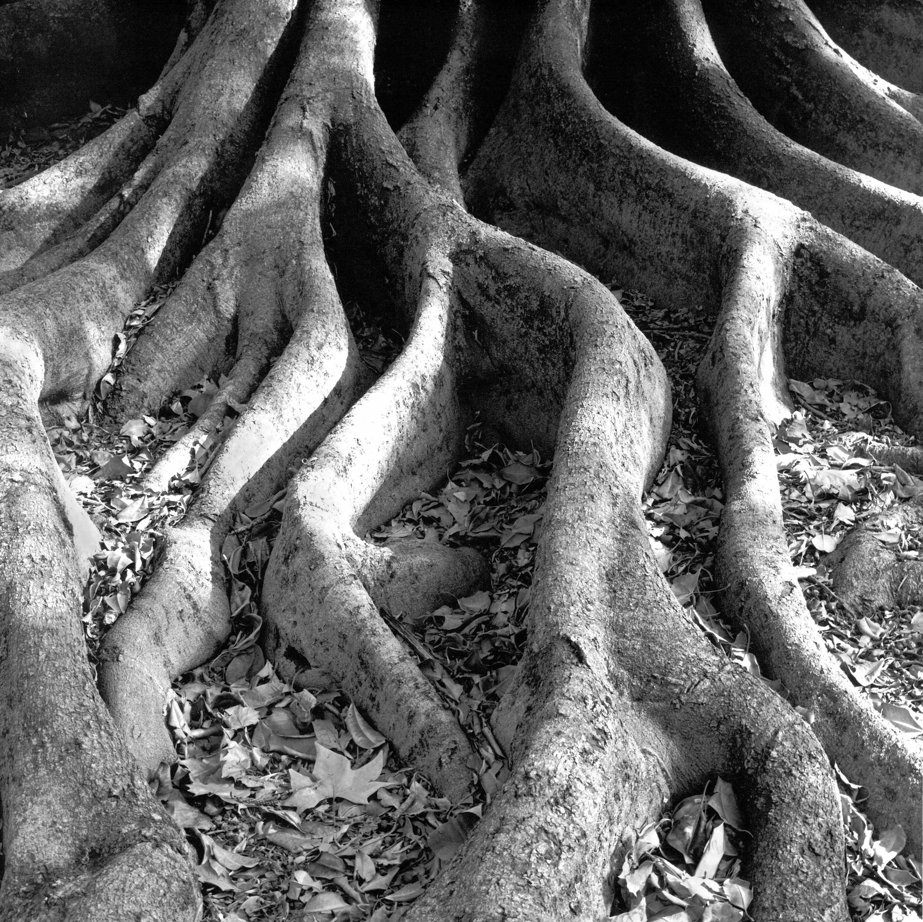 Moreton Bay fig tree roots in Hyde Park Perth, c 2000