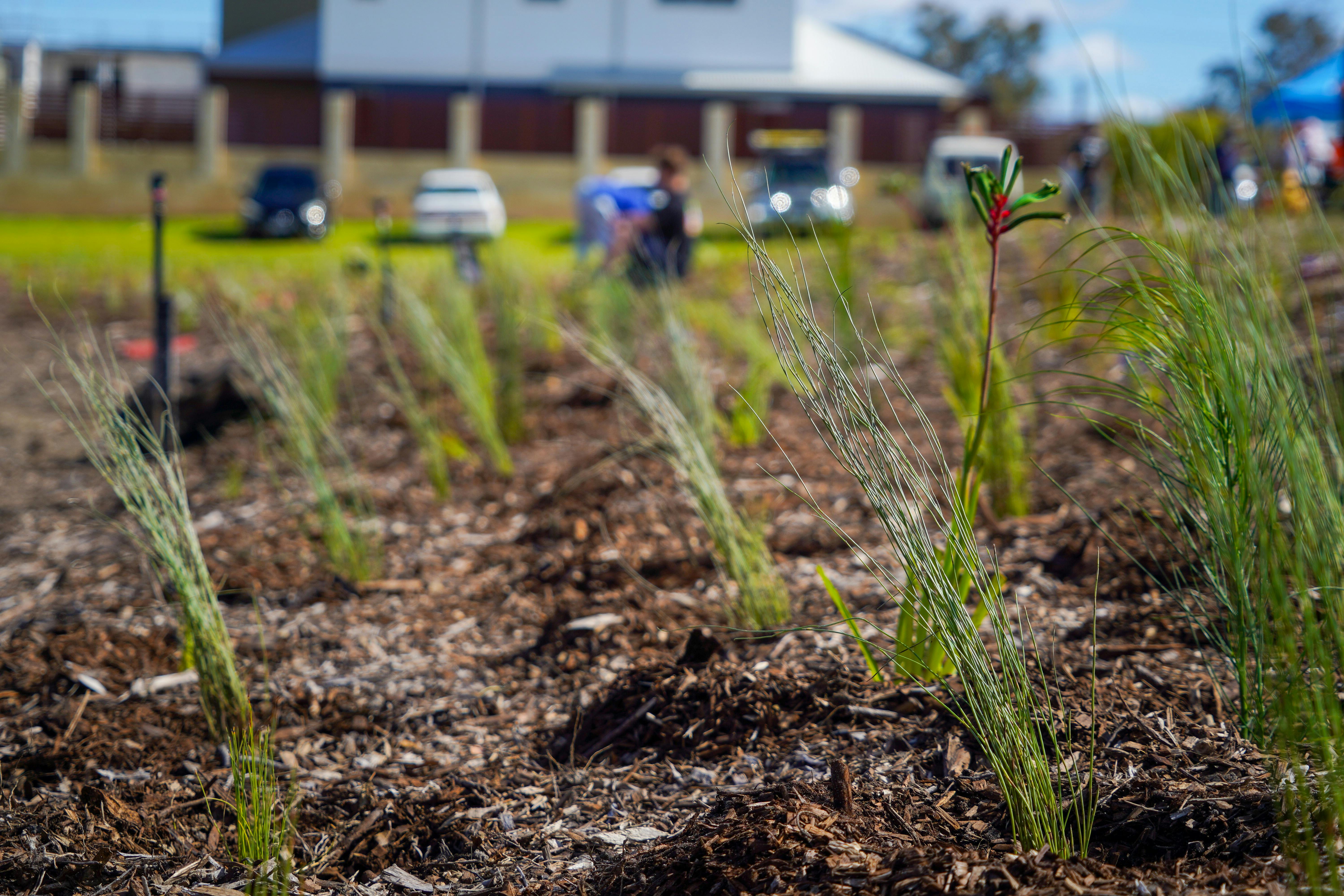 Groundlark Park Planting - Jesse Collins 02.jpg