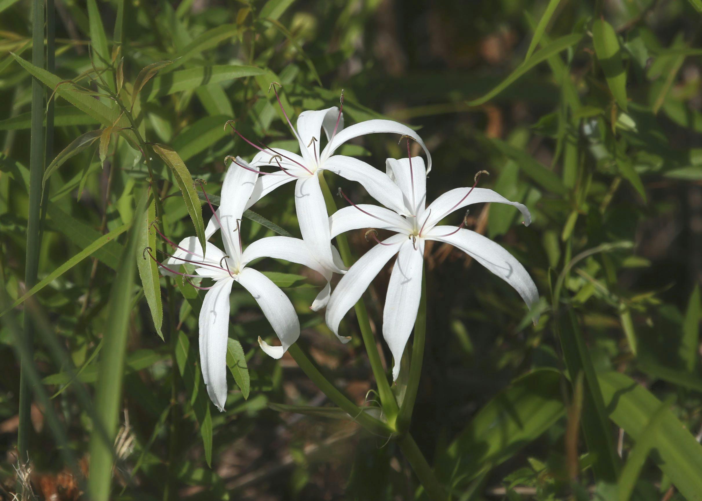 White river lily flowers with blurred green leaves in background. 