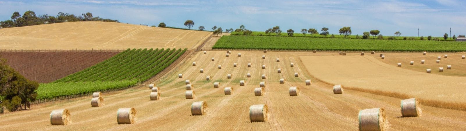 Grape vines meet wheat fields