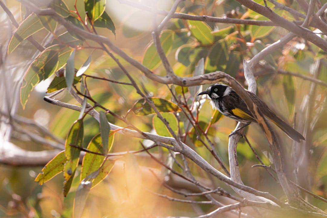 Close-up photo of New Holland Honeyeater bird perched on a gum tree branch.